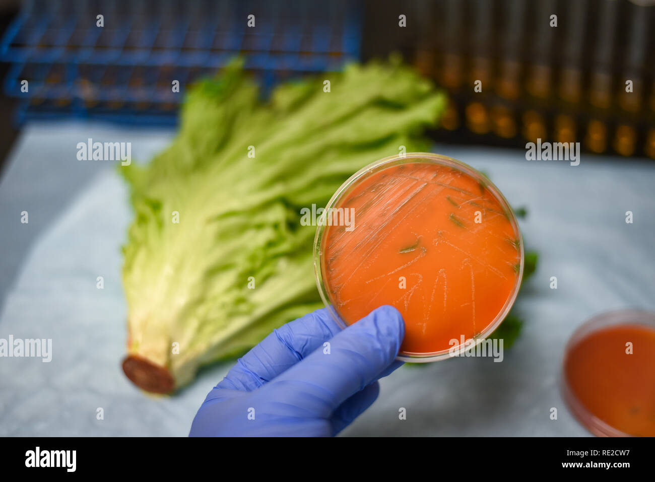 E coli listeria contamination in romaine lettuce Stock Photo