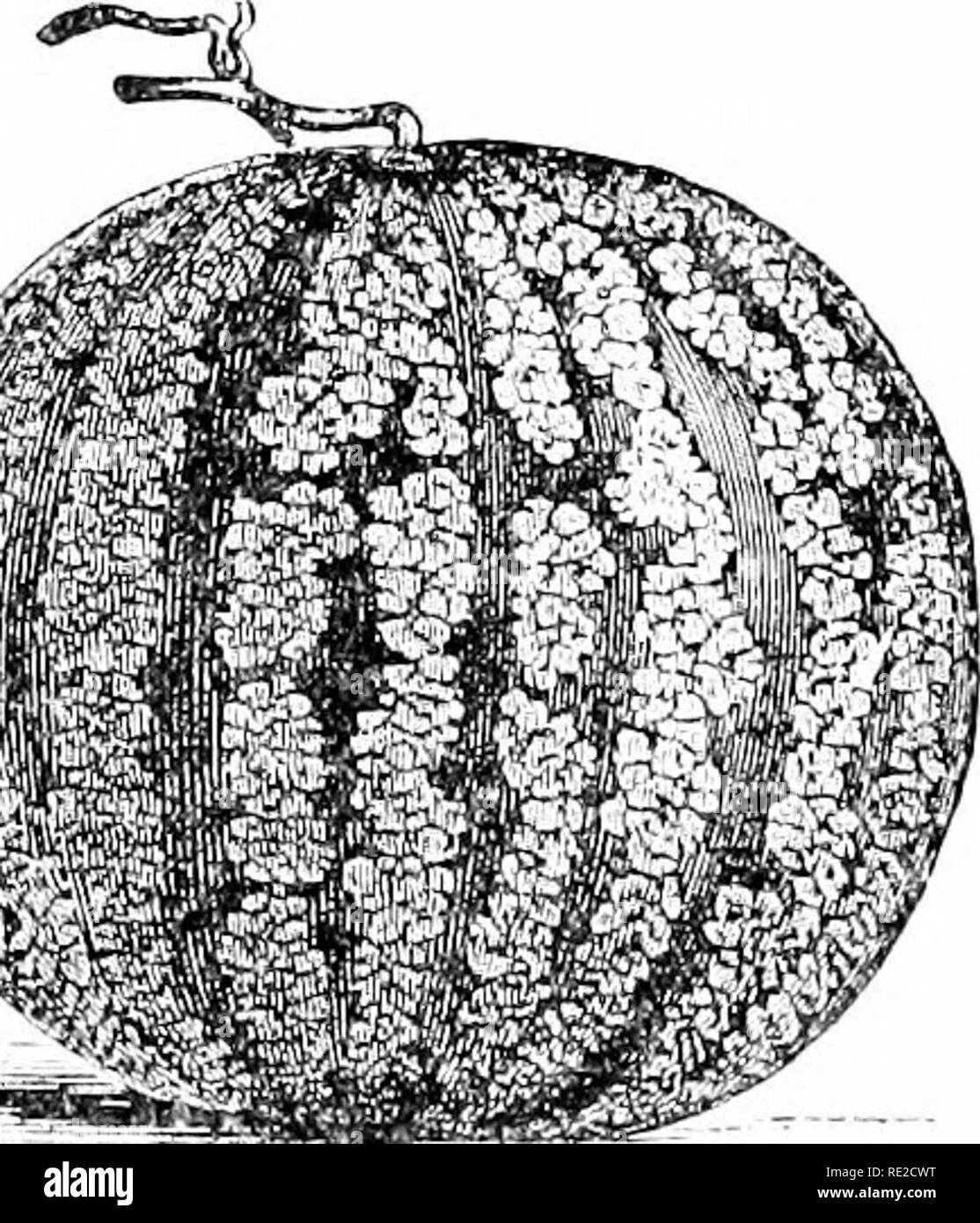 . Plants and their uses; an introduction to botany. Botany; Botany, Economic. Fig. 104.—Watrrnii'Itni {('itnillns nilaaris, (lourd F:unil-. Cudirhitaccw). Vine heariutr Icavc-^, IIdwits, and very youny; fruit; o, staniinate flower; h, pistillate fiuwer. (Nicholson.)—Plant an annual herbaceous vine; leaves hairy or smooth; flowers yellow; fruit greenish with pale markings, smooth, globular or oval, sometimes 60 em. long.. Fic. HI.',.—Aa(eriii('lon, fruil. I iclnilsou.). Please note that these images are extracted from scanned page images that may have been digitally enhanced for readability  Stock Photo