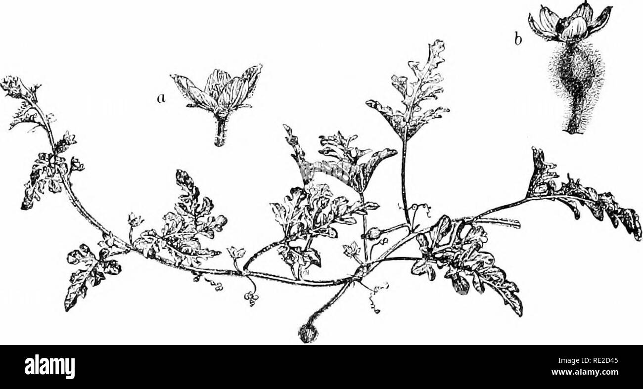 . Plants and their uses; an introduction to botany. Botany; Botany, Economic. 96 VARK )rS FOe)D-PLANTS. Fig. 104.—Watrrnii'Itni {('itnillns nilaaris, (lourd F:unil-. Cudirhitaccw). Vine heariutr Icavc-^, IIdwits, and very youny; fruit; o, staniinate flower; h, pistillate fiuwer. (Nicholson.)—Plant an annual herbaceous vine; leaves hairy or smooth; flowers yellow; fruit greenish with pale markings, smooth, globular or oval, sometimes 60 em. long.. Please note that these images are extracted from scanned page images that may have been digitally enhanced for readability - coloration and appearan Stock Photo