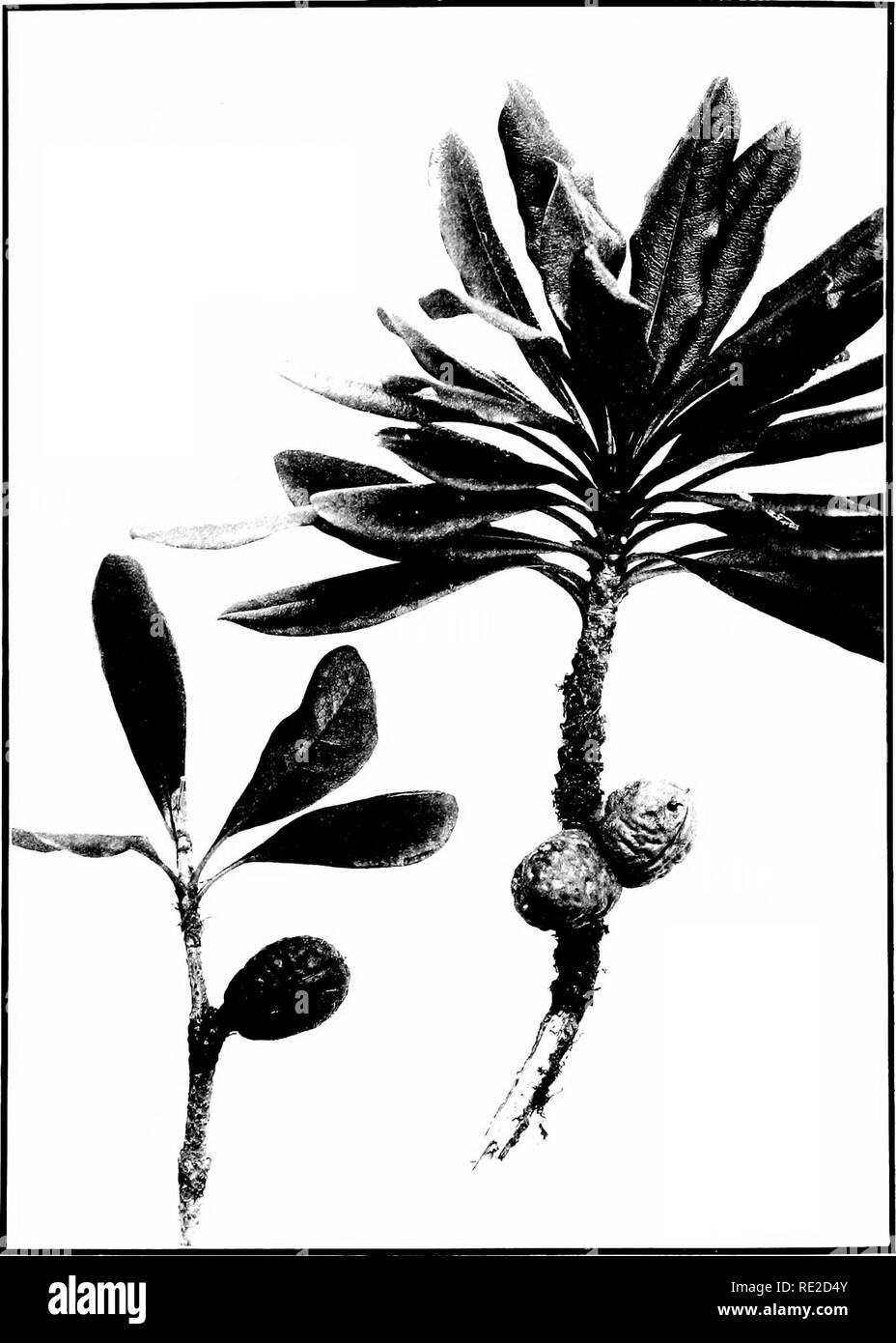 . The indigenous trees of the Hawaiian Islands. Trees. I'LATE .^i;.. PITTOSPORUM SPATHULATUM Mann. Hoavira. Friiitiiiu' Itranch, about one-lialf iiatnral hize. Please note that these images are extracted from scanned page images that may have been digitally enhanced for readability - coloration and appearance of these illustrations may not perfectly resemble the original work.. Rock, Joseph Francis Charles, 1884-1962. Honolulu, T. H. Stock Photo