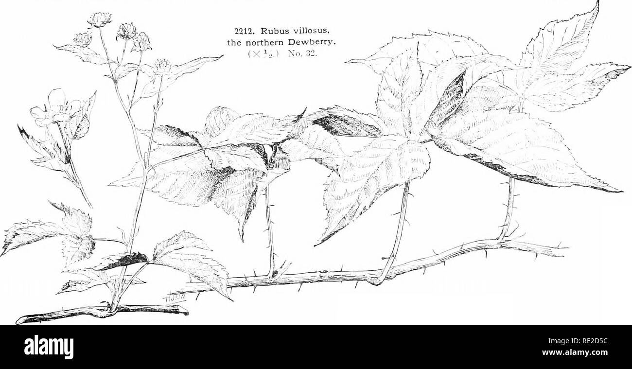 . Cyclopedia of American horticulture, comprising suggestions for cultivation of horticultural plants, descriptions of the species of fruits, vegetables, flowers, and ornamental plants sold in the United States and Canada, together with geographical and biographical sketches. Gardening. 2211. Small form of Rubus villosus. the northern Dewberry. 'ienerally known as L'. t''a)iais, Veitidi. Known to horticulturists in its varie- gated form (R. .Taponieus tri&lt;'olor): slender trailer, with rose- colored stems and petioles: Ivs. ovate, mostly indistim^tly 3- lolird, very sharply toothed, the youn Stock Photo
