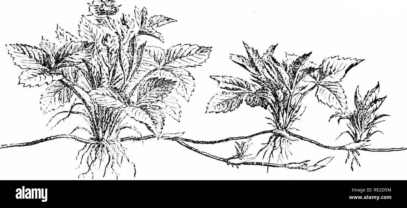. Plants and their uses; an introduction to botany. Botany; Botany, Economic. 92 VARIOUS FOOD-PLAXTS. Fi(i. 9X, I.-—Strawberry (Fragaria vcsra, Roso Family, Rosacea-). Plant showint^ manner of propagating l)y means of slender horizontal stem- braaehes, called &quot;runners&quot; which develop roots and shoots near their scale-like loaves. (Baillon.)—The plant is thus a perennial herb; leaves sparsely hairy, light green; flowers white; fruit red. Besides this species F. chlhicn.sls, F. virriifiiana, and F. -moschata, have yielded culti- vated varieties, th*.- hrst being of most importance.. Ple Stock Photo