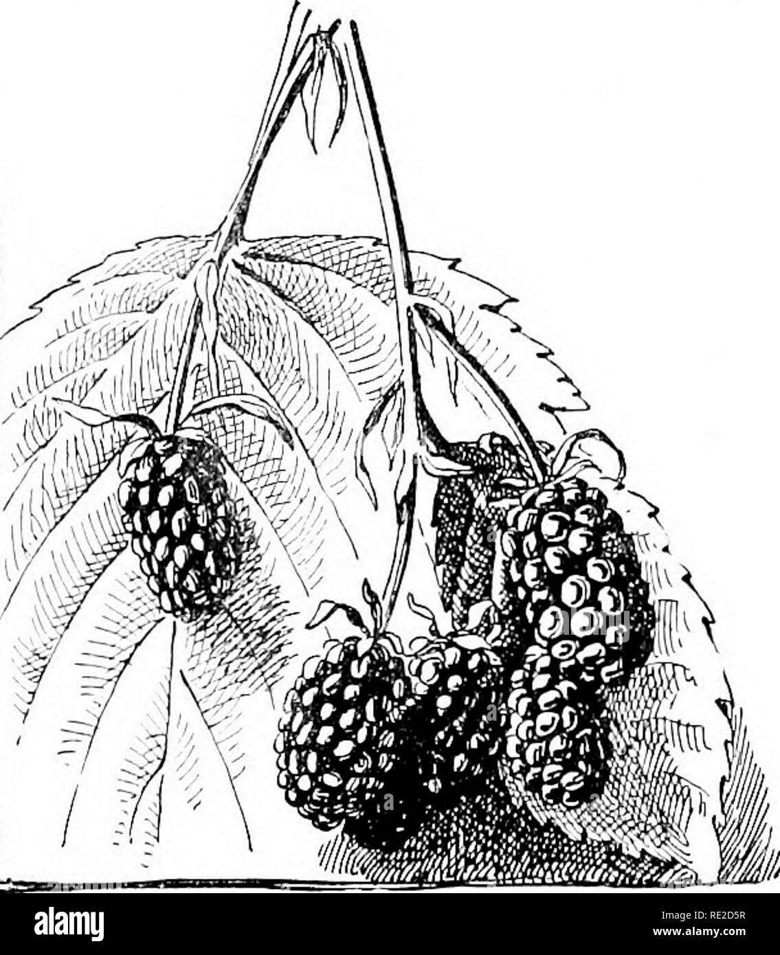 . Cyclopedia of American horticulture, comprising suggestions for cultivation of horticultural plants, descriptions of the species of fruits, vegetables, flowers, and ornamental plants sold in the United States and Canada, together with geographical and biographical sketches. Gardening. 2208. Rubus argutus-The Early Harvest Blackberry. No. 2207. Cultivated lorm of Rubus nigrobaccus. var. sativus. (XK.) No. 22. and flowering shoots of the same plant are preserved in herbaria. Canes very long, usually wholly prostrate (sometimes 10-15 ft.), thickly armed with prickles and sometimes bearing reddi Stock Photo