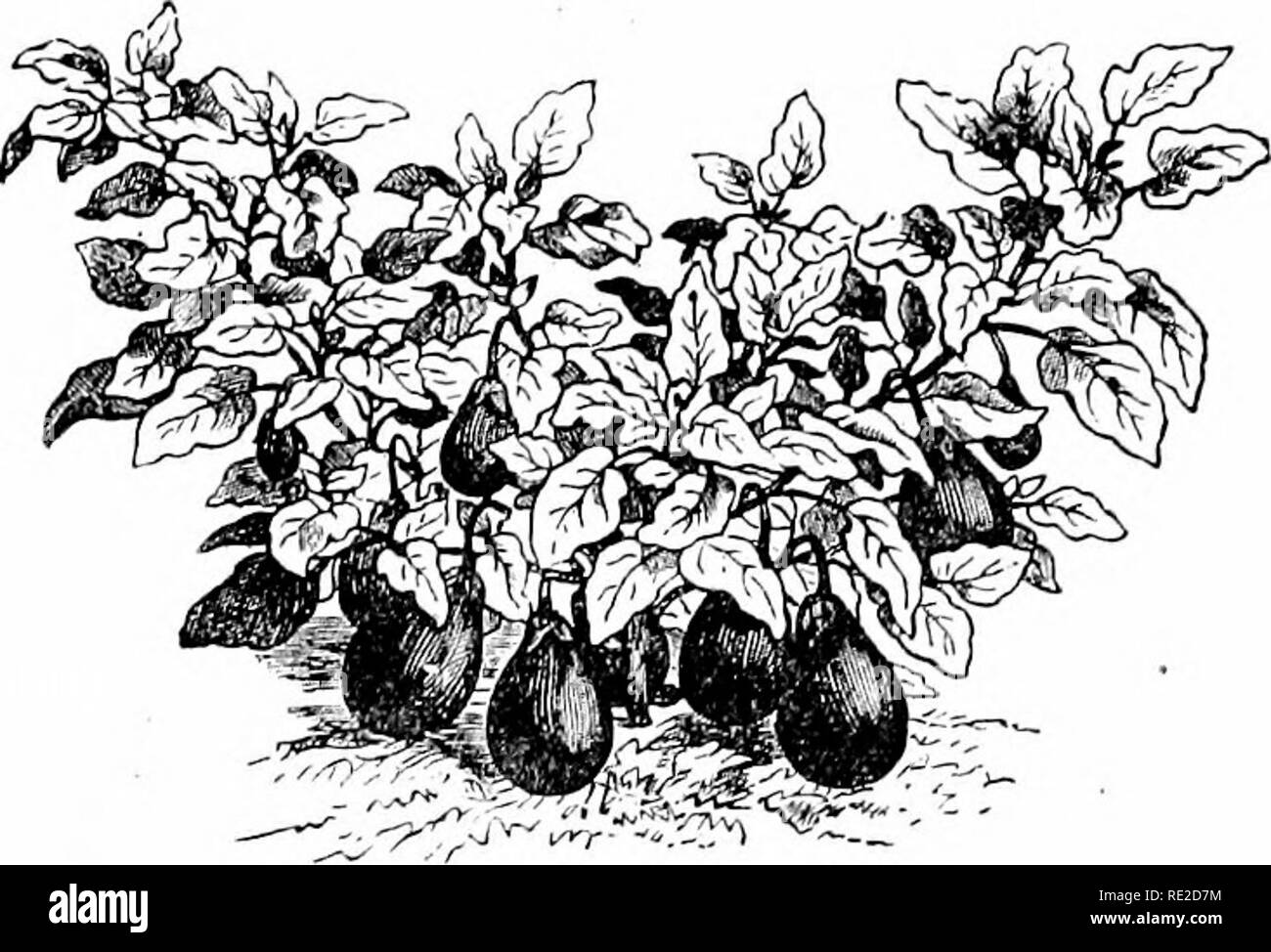. Plants and their uses; an introduction to botany. Botany; Botany, Economic. FRUIT-VEGETABLES 85. Fig. 90.âEgg Plant (Sulanum Melongena, Nightshade Family, Solanacece). Plant in fruit, i'â. (Vilmorin.)âAn annual; flowers similar in form to those of tomato, but violet in color; fruit dark violet, or whitish. lism} The forming of a carbohydrate in sunlight is railed photo- synthesis.'' Food-making being the peculiar task of green herbage renders foliage as a rule less useful than other parts for the storage of food. Hence we find leafj' shoots accumulating food only incidentallj^, and then gene Stock Photo