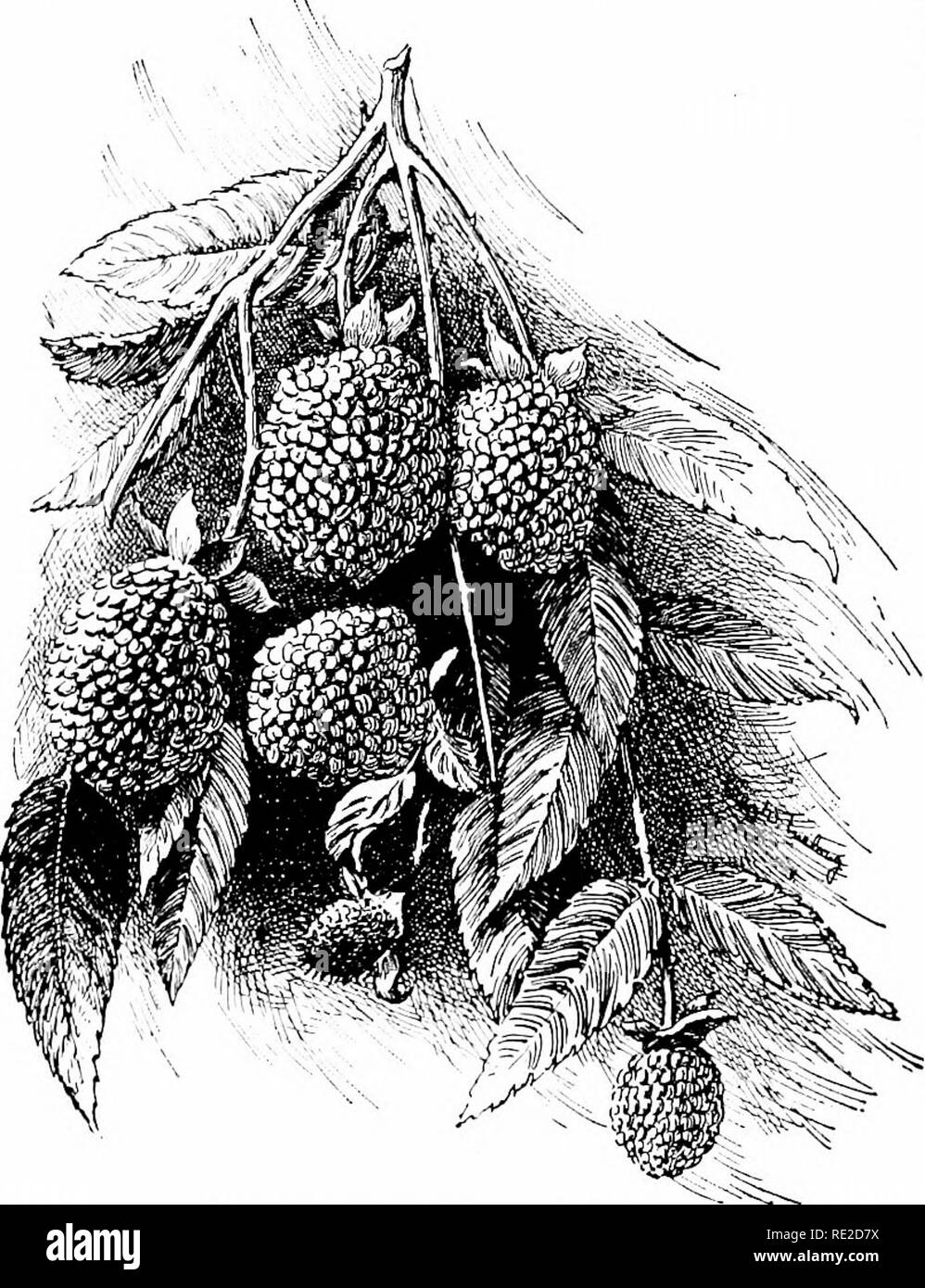 . Cyclopedia of American horticulture, comprising suggestions for cultivation of horticultural plants, descriptions of the species of fruits, vegetables, flowers, and ornamental plants sold in the United States and Canada, together with geographical and biographical sketches. Gardening. 2197. Rubus rosaefolius {X %). Sometimes known as Strawberry-raspberry. 2198. Rubus phasnicolasius (X&gt;-?). No. 13. as Ohio, Gregg, etc. Var. pdllidus has amber-yellow fr.; sometimes found In the wild. Var. leucod^rmis, Card {B. leucod&amp;rmis Dough). Lfts. more coarsely dentate-serrate, sometimes nearly inc Stock Photo