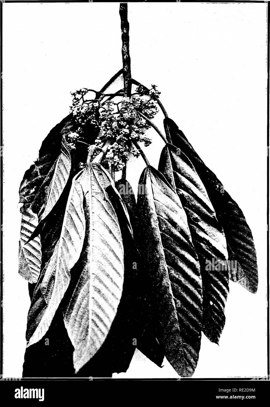 . The indigenous trees of the Hawaiian Islands. Trees. PLATE 3S.. URERA SANDVICENSIS Wedd. Opuhe. Showing branch with male inflorescence; reilucefl.. Please note that these images are extracted from scanned page images that may have been digitally enhanced for readability - coloration and appearance of these illustrations may not perfectly resemble the original work.. Rock, Joseph Francis Charles, 1884-1962. Honolulu, T. H. Stock Photo