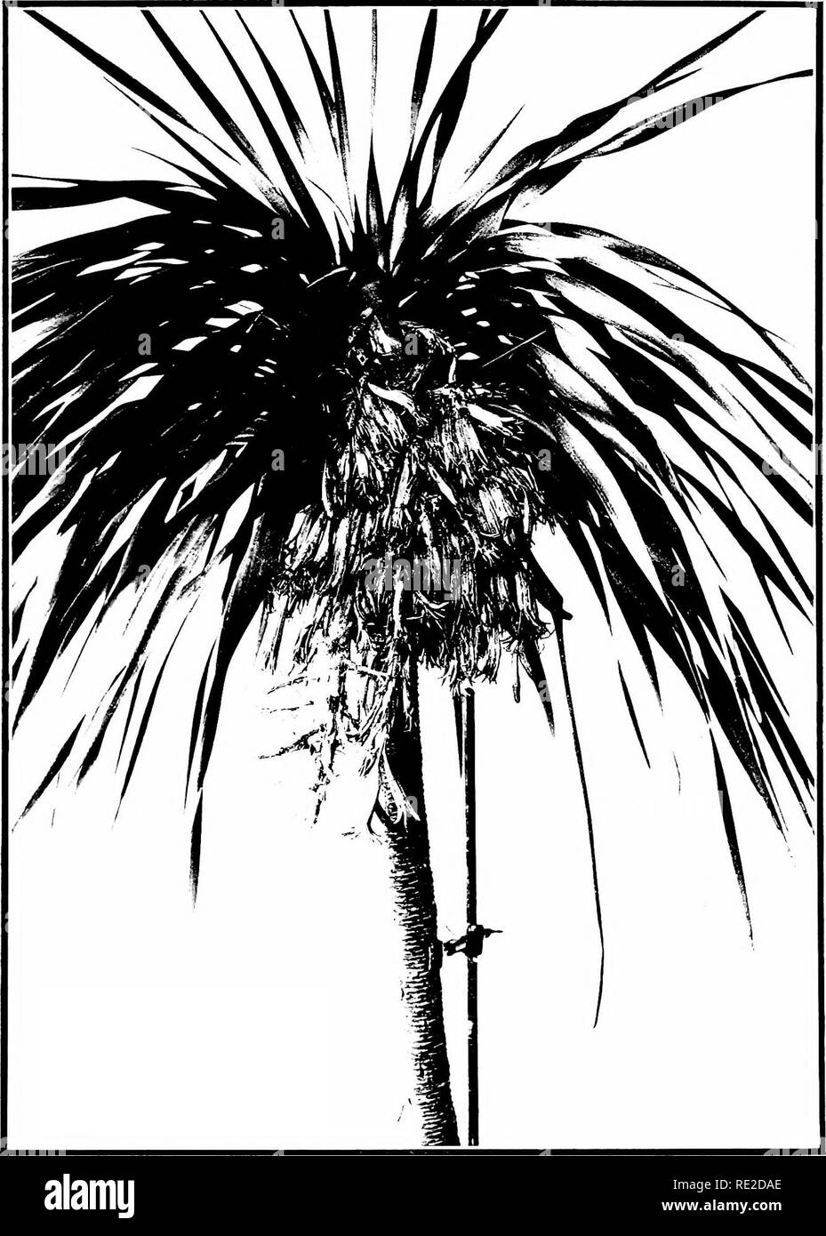 . The indigenous trees of the Hawaiian Islands. Trees. PLATE :14.. DRACAENA AUREA Jlann, Halapepe. A flowering l)raiicli, nuieli leilufod.. Please note that these images are extracted from scanned page images that may have been digitally enhanced for readability - coloration and appearance of these illustrations may not perfectly resemble the original work.. Rock, Joseph Francis Charles, 1884-1962. Honolulu, T. H. Stock Photo