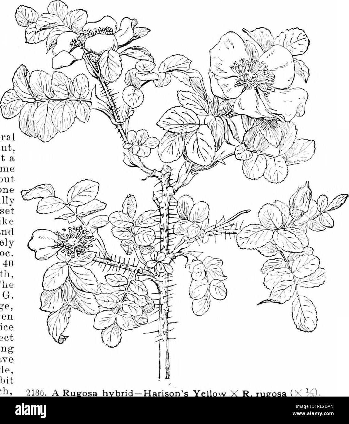 . Cyclopedia of American horticulture, comprising suggestions for cultivation of horticultural plants, descriptions of the species of fruits, vegetables, flowers, and ornamental plants sold in the United States and Canada, together with geographical and biographical sketches. Gardening. Xlff^f^^' 2185. Rosa rugosa, var. Kaiserin (X 14). J. muUifhn-a (the .Tajiane.se type), B. rugosa and -R. )Vlrhui-&lt;ti(nta. The curliest experiments were made with B. iiiiiKiflora. the object being: first to obtain colored flowers and afterwards to get double ones, but always to keep the liardiness and habit Stock Photo