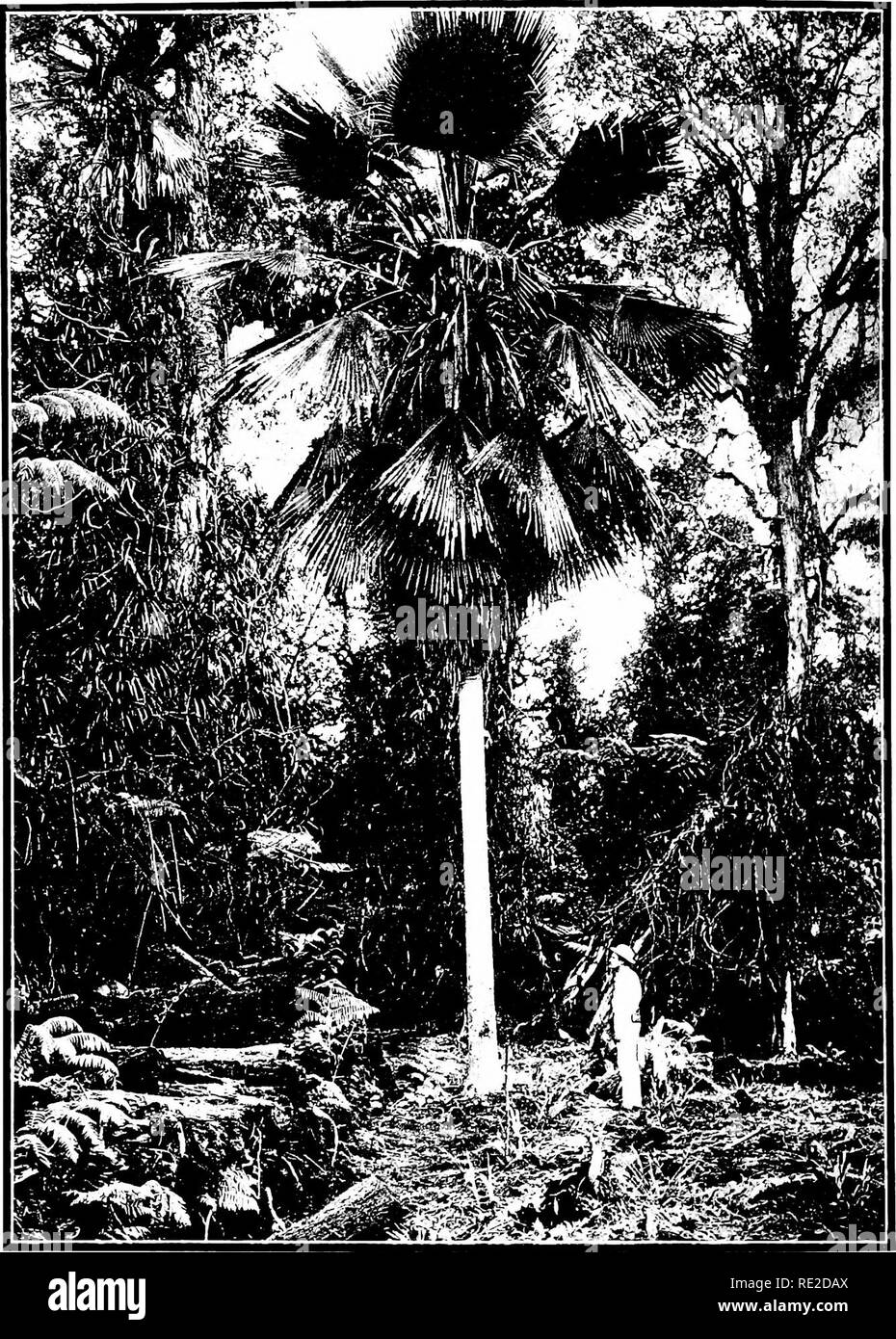 . The indigenous trees of the Hawaiian Islands. Trees. PLATE 32,. â rowing' in PRITCHARDIA LANIGERA Bofc. Loulu Palm. the iiiouiitaiiis of Kohala, Hawaii; elevation 3000 feet.. Please note that these images are extracted from scanned page images that may have been digitally enhanced for readability - coloration and appearance of these illustrations may not perfectly resemble the original work.. Rock, Joseph Francis Charles, 1884-1962. Honolulu, T. H. Stock Photo