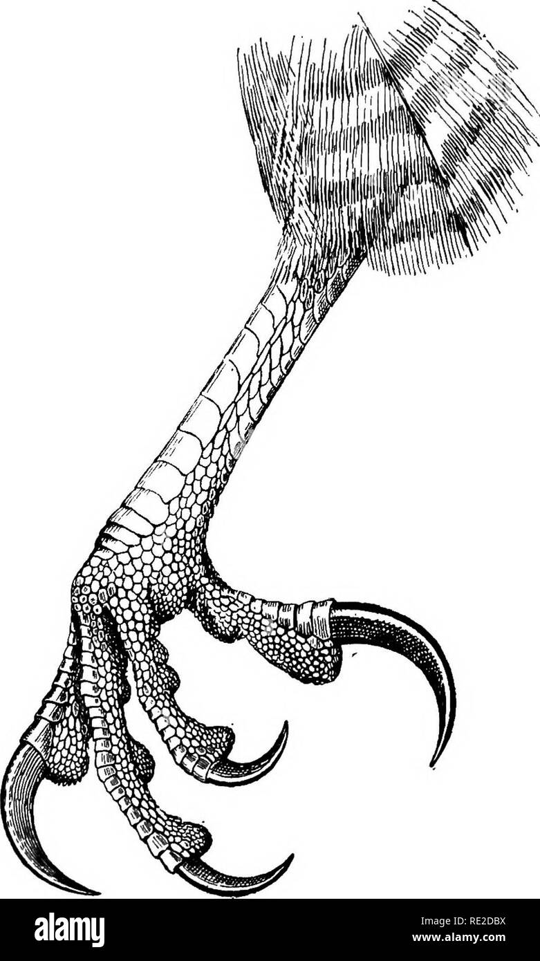 . The birds of South Africa. Birds. FALCONID^ ASTUR 355 Key of the Species. A. Eather larger, wing above 7'5. a. Centre tail-feathers with a dash of white on the pale bars of the inner web, underparts narrowly barred A. tachiro, ad.-p. S56.. Fig. 122.—Foot of Astitr tachiro. x i. b. Centre tail-feathers barred but without white dash, under surface with dark brown drop spots A. tachiro, juv. p. 356.. Please note that these images are extracted from scanned page images that may have been digitally enhanced for readability - coloration and appearance of these illustrations may not perfectly resem Stock Photo
