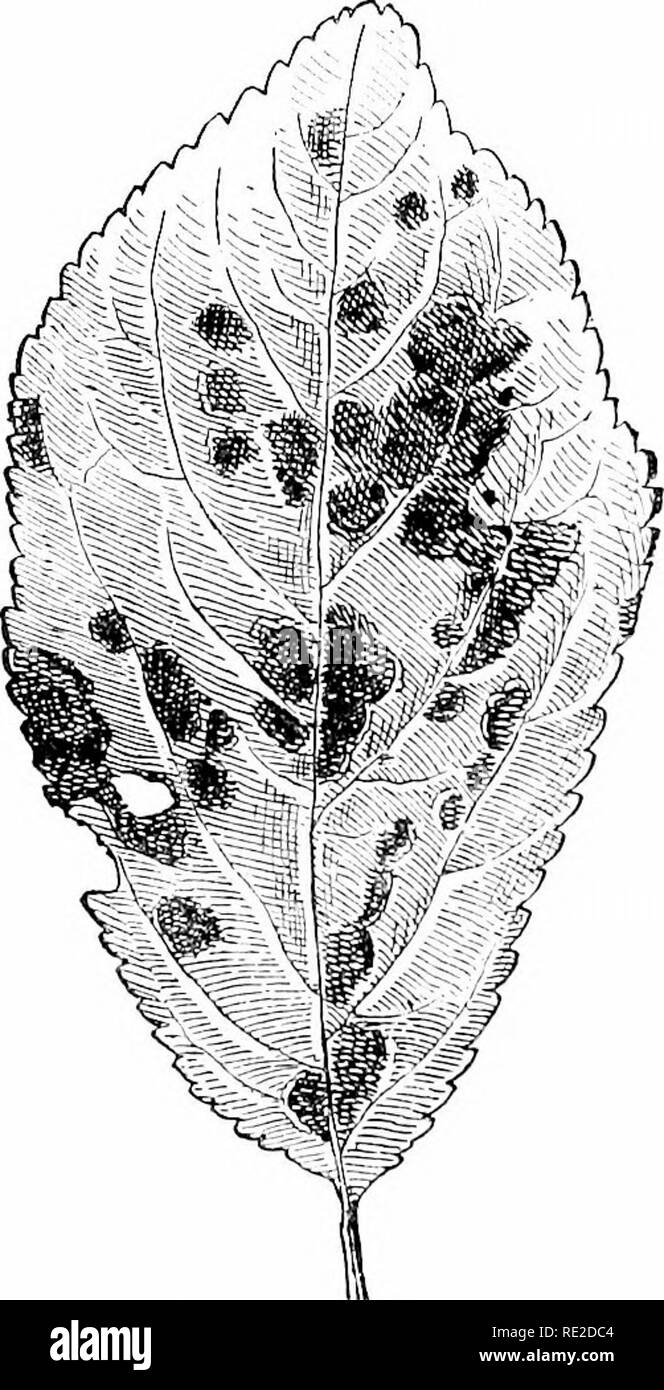 . Cyclopedia of American horticulture, comprising suggestions for cultivation of horticultural plants, descriptions of the species of fruits, vegetables, flowers, and ornamental plants sold in the United States and Canada, together with geographical and biographical sketches. Gardening. 880. Colonies of the rust Funeus on the leaf of a hoUyhock. non-living organic matter or derives its food directly from another living organism, and is then a true para- site. Fuugi are very common, and range in size from the large hard-shell Fungus upon logs and the puff- ball and toadstool in the rich earth t Stock Photo