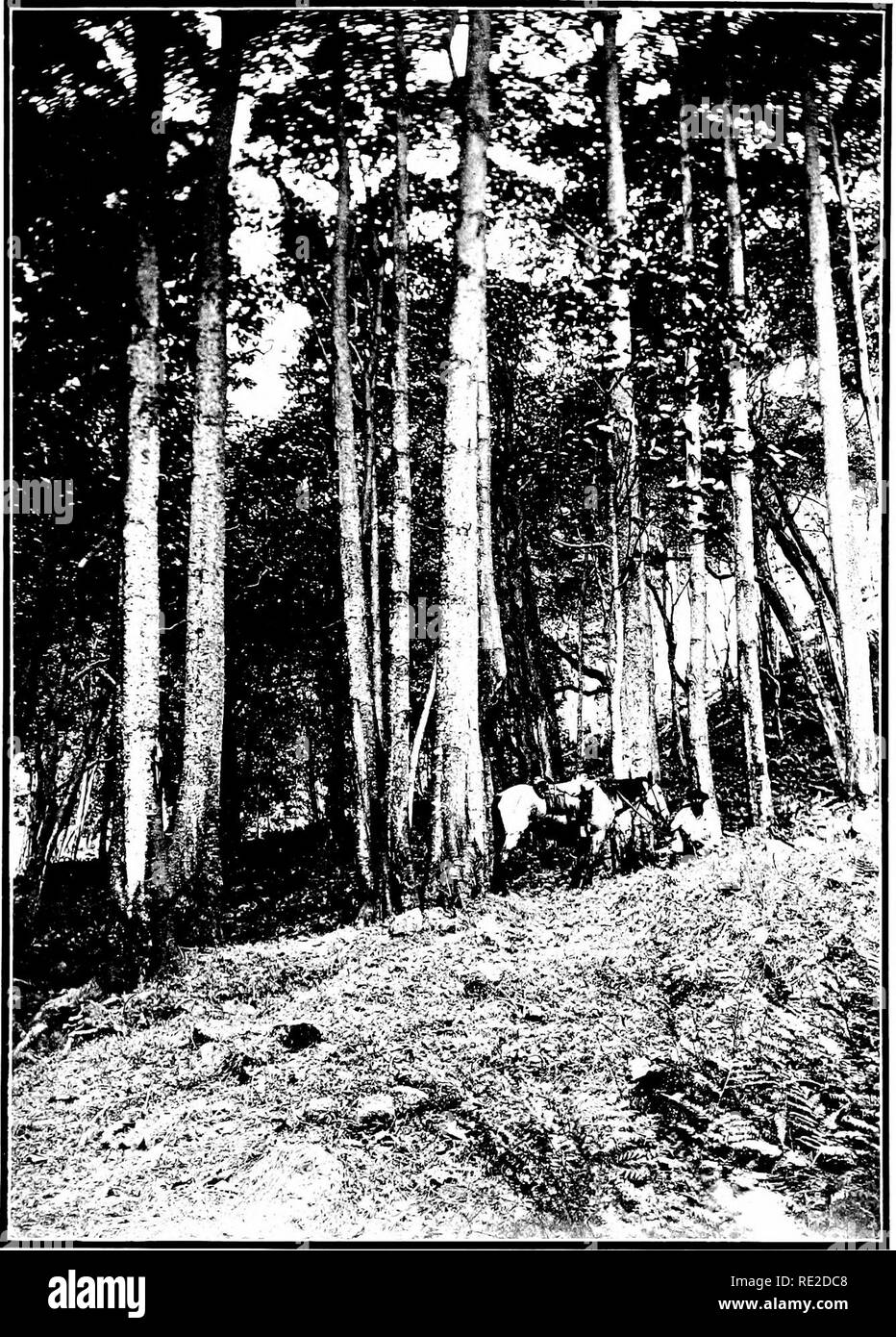 . The indigenous trees of the Hawaiian Islands. Trees. I'LATK XXYI.. STAND OF ALEUEITES MOLUCCANA (Kukiii) at the lio;i,l of Maniiii Lei goioe, Laiiai.. Please note that these images are extracted from scanned page images that may have been digitally enhanced for readability - coloration and appearance of these illustrations may not perfectly resemble the original work.. Rock, Joseph Francis Charles, 1884-1962. Honolulu, T. H. Stock Photo