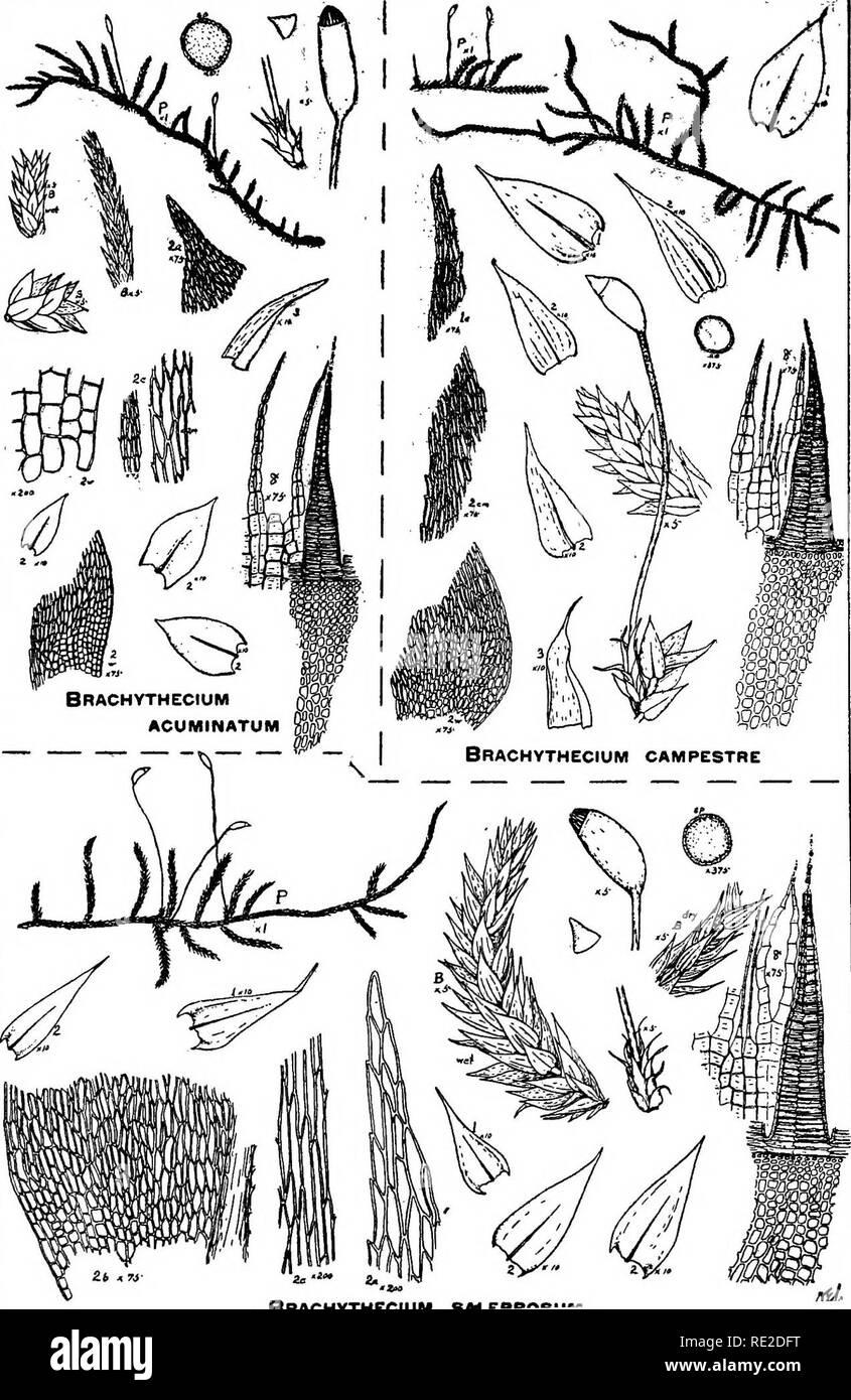 . A manual of the mosses of western Pennsylvania. Mosses. 424 A MANUAL OF MOSSES PLATE XLIX. BRACHYTHECIUM &quot;&quot; &quot;'. Please note that these images are extracted from scanned page images that may have been digitally enhanced for readability - coloration and appearance of these illustrations may not perfectly resemble the original work.. Jennings, Otto Emery, 1877-. Pittsburgh, Pa. , The Author, Press of the City Mission Publishing Company Stock Photo