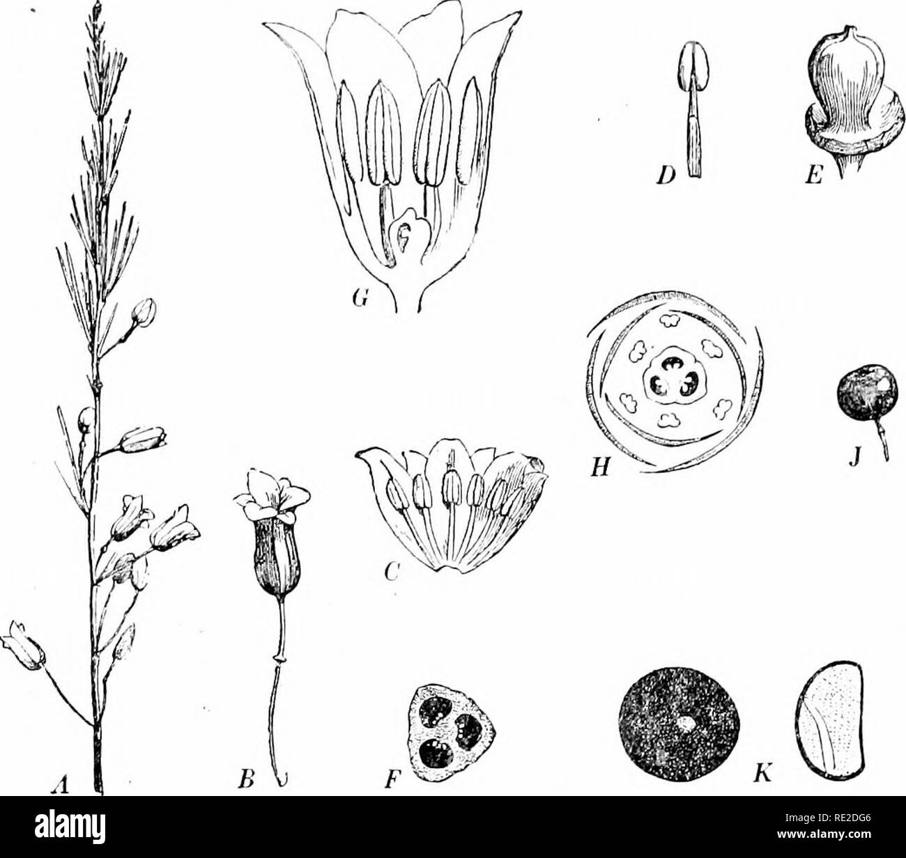 . Plants and their uses; an introduction to botany. Botany; Botany, Economic. HERB AG E-VE(! ETA BLES. Fig. 62, II.—Asparagus. .4, upper part of a flowering branch. X J. B, flower, enlarged. C, perianth and stamens of the same spread out. D, stamen, outer view. E, pistil. F, cross section of ovary. 6-', flower cut in half verticalh&quot;. H, Diagram showing the arrangement of the parts of the flow'er. ./, fruit, natural size. K, seed, enlarged, and in vertical section. (LeMaout and Decaisne.) The relatively large proportion of mineral matter in the dry substance, ?'. c, the entire substance fr Stock Photo