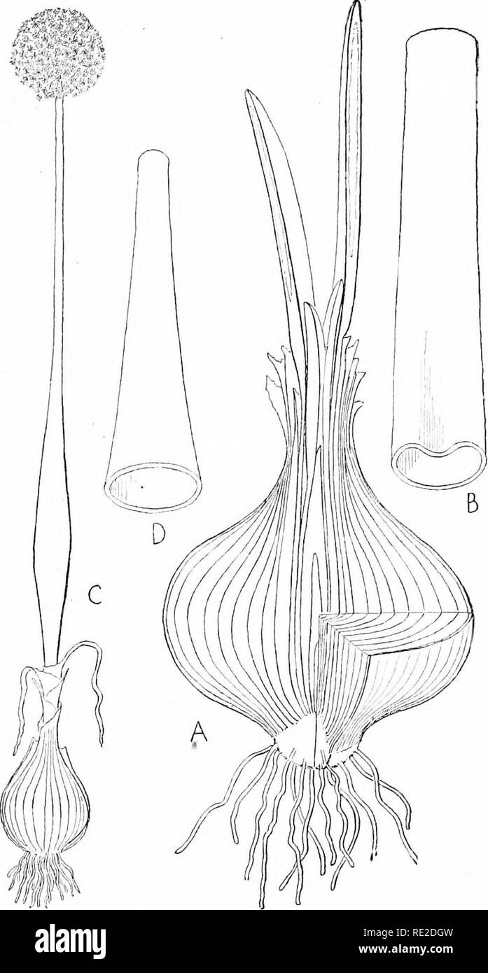 Plants and their uses; an introduction to botany. Botany; Botany, Economic.  VARIOUS FOOD-PLANTS 63. Fig. 60.—Onion. (Allium Cepa, Lily Family,  Liliacew). A, bulb at the beginning of the second year's growth (