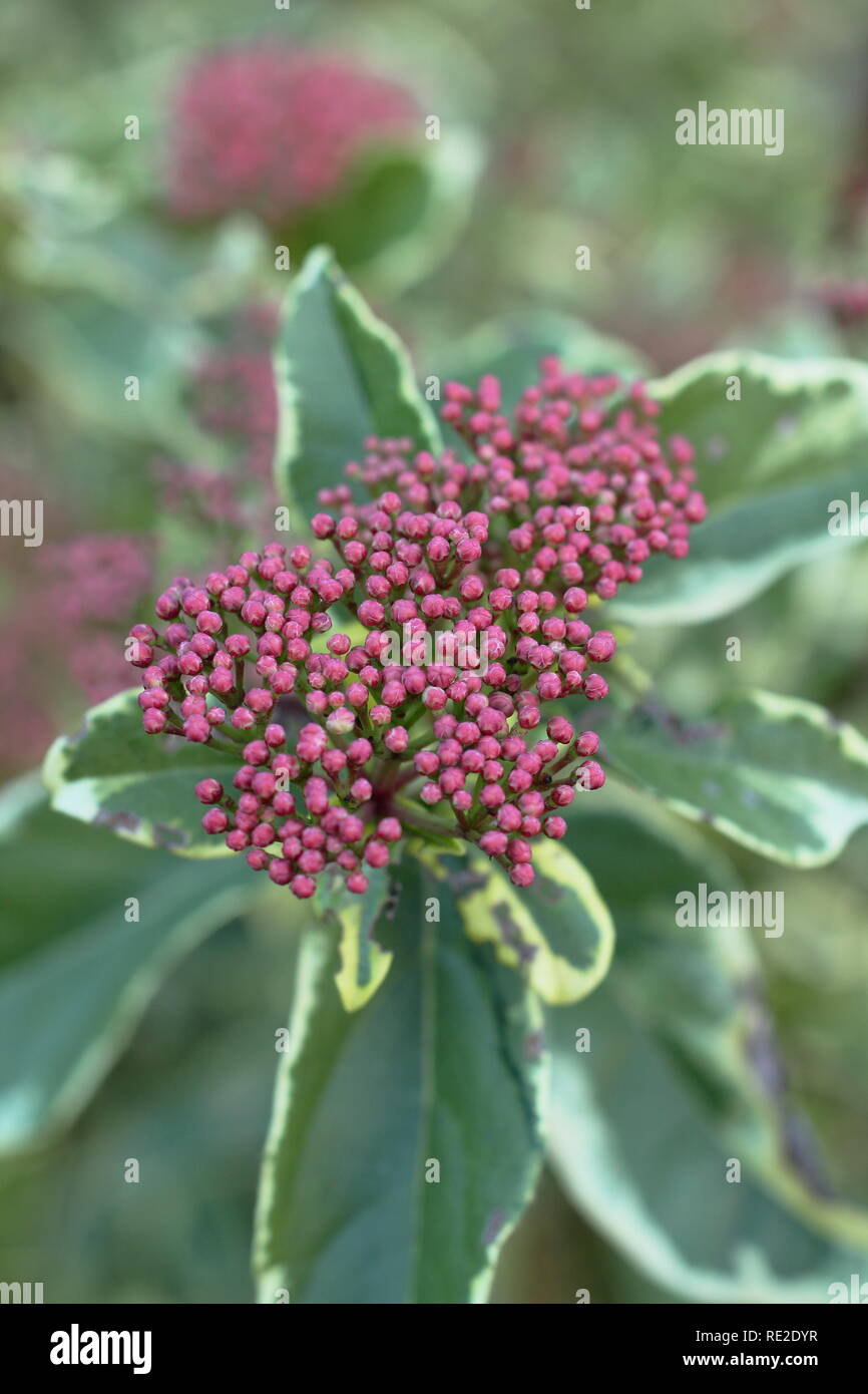 Viburnum tinus 'Variegatum' displaying small pink flower buds, winter