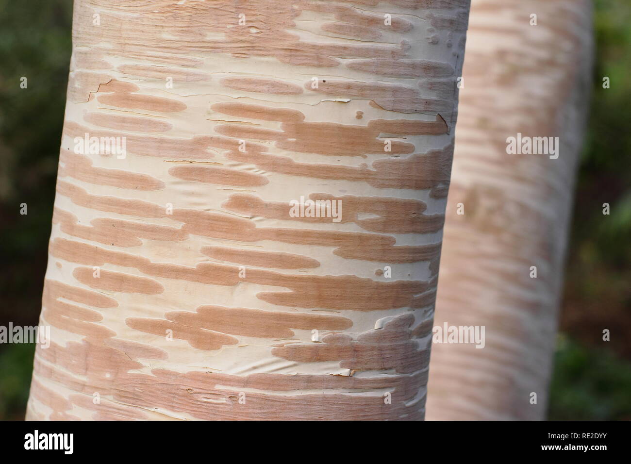 Creamy white and pink bark of Betula ermanii 'Grayswood Hill' birch tree in winter, UK. Also called Erman's birch. Stock Photo