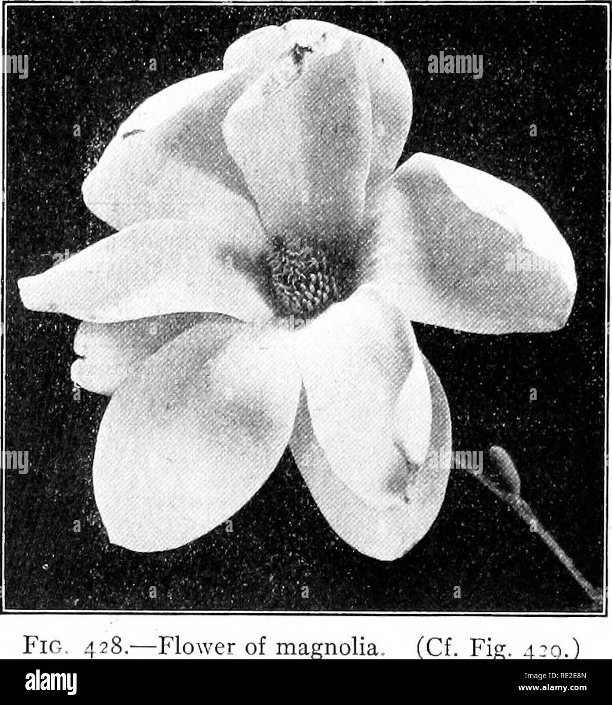 Magnolia Tree Structure Magnolia figs hi-res stock photography and images - Alamy