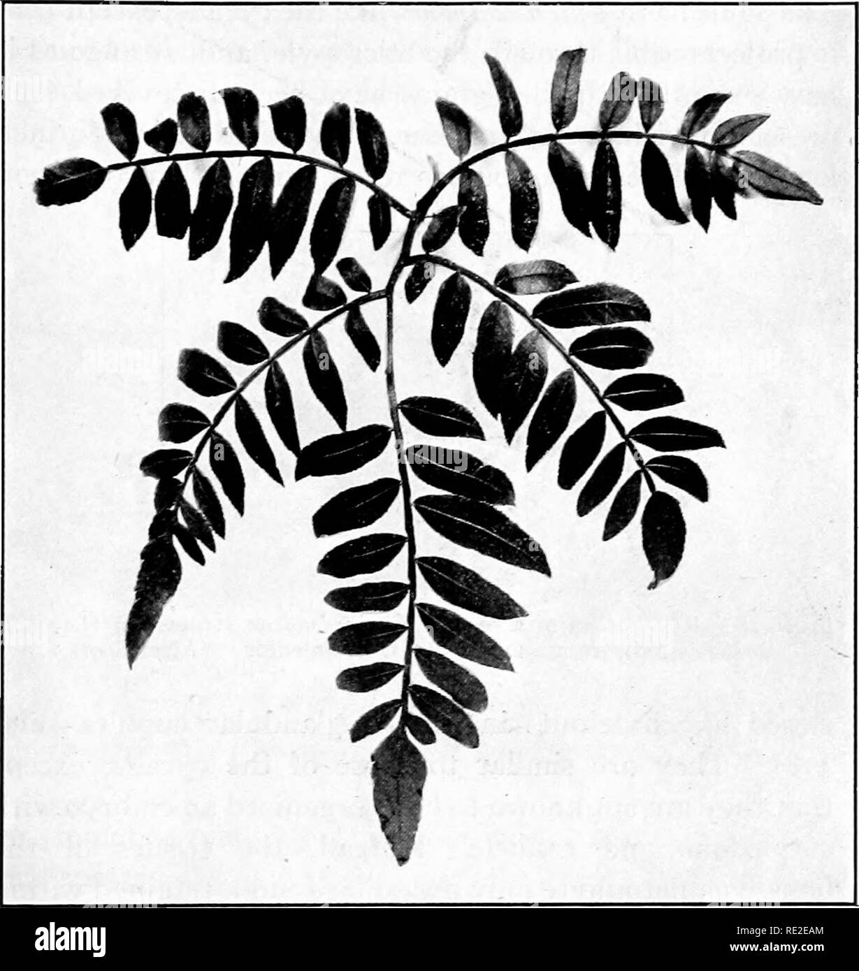 . Fundamentals of botany. Botany. THE EVOLUTION OF PLANTS 595 to the stem of [the fern] Osmunda, but when more mature certain cycadean characters appear to predominate.&quot;^. Fig. 417.—^Leaf of a fern (Angiopleris evecla). (Cf. Fig. 416.) Its foliage and other characters closely resemble some of our modern tree-ferns (Cf. Figs. 416 and 417) but more careful study of the calcified specimens of much beauty ' Knowlton, F. A. American Fern Journal, 5 : 85. 1915.. Please note that these images are extracted from scanned page images that may have been digitally enhanced for readability - coloratio Stock Photo