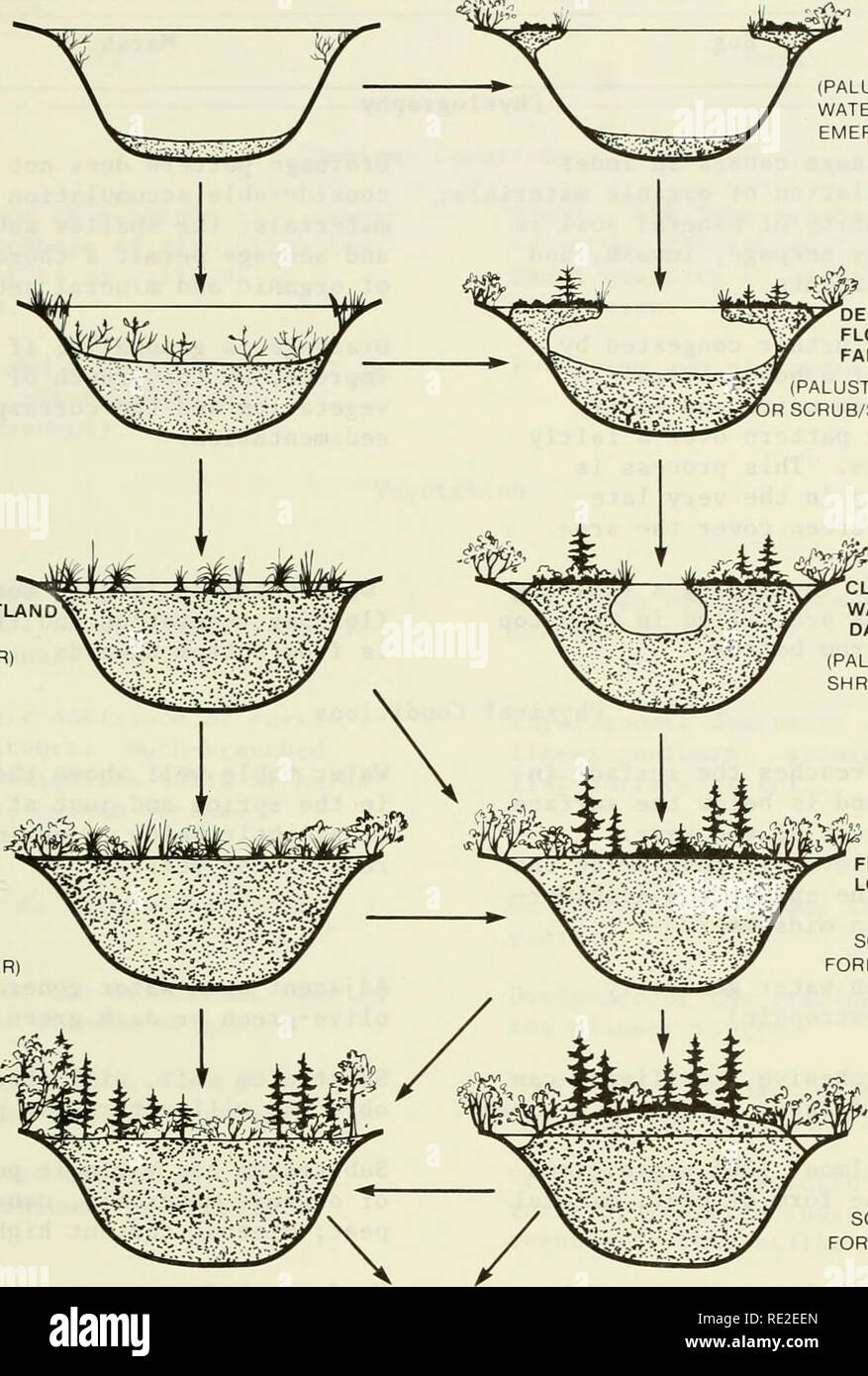Feedback loops drive ecological succession: towards a unified conceptual  framework - Breugel - 2024 - Biological Reviews - Wiley Online Library, image size:877x1390