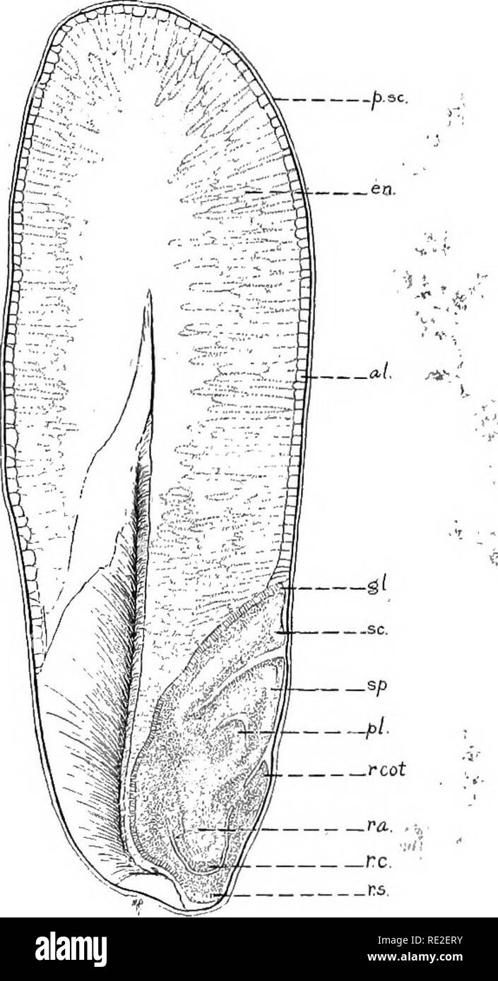 . Fundamentals of botany. Botany. 494 STRUCTURE AND LIFE HISTORIES tains endosperm, with the embryo located at one side (Figs. 378 and 83). The cotyledon {scutellum) serves to secrete enzymes that digest the endosperm, and then. Fig. 378.—^Lonitudinal section of a grain of wheat (Triticum vulgarc). p.s.c, pericarp and s'eed-coats (united); en, endosperm; al, aleurone layer; gl, glandular layer of the scutellum; sc, scutellum; sp, sheath of plumule (coleoptile); pi, plumule; r.cot., rudimentary cotyledon; ra, radicle; re, root-cap; r.s., root-sheath {coleorhiza). (From microscopical preparation Stock Photo