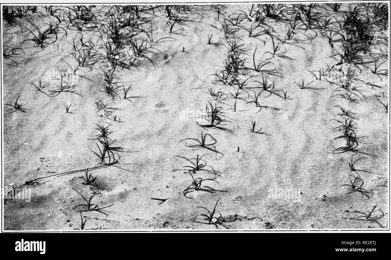 . Plant succession; an analysis of the development of vegetation. Plant ecology. CLEMENTS. A. Rootstock migration of Carex arenaria on dunes, Southport, England.. Please note that these images are extracted from scanned page images that may have been digitally enhanced for readability - coloration and appearance of these illustrations may not perfectly resemble the original work.. Clements, Frederic E. (Frederic Edward), 1874-1945. Washington, Carnegie Institution of Washington Stock Photo