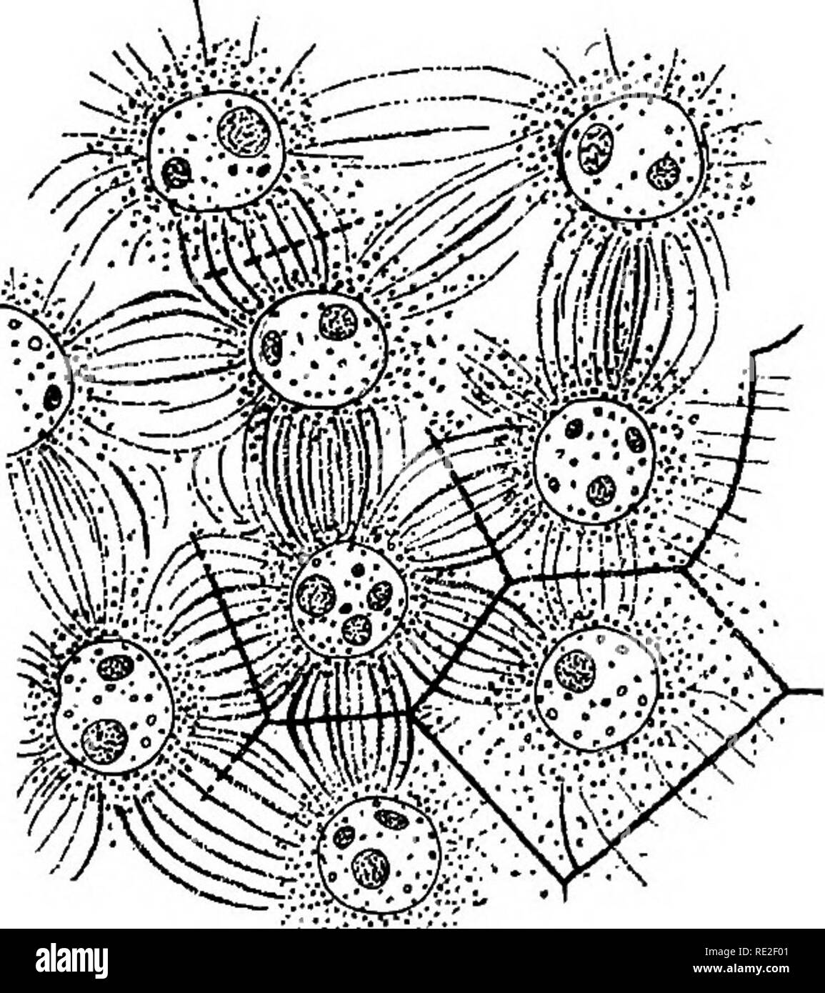 Plant Anatomy From The Standpoint Of The Development And Functions Of The Tissues And Handbook Of Micro Technic Plant Anatomy 12 The Plant Cell Brane Which Organizes In Its Median Plane A
