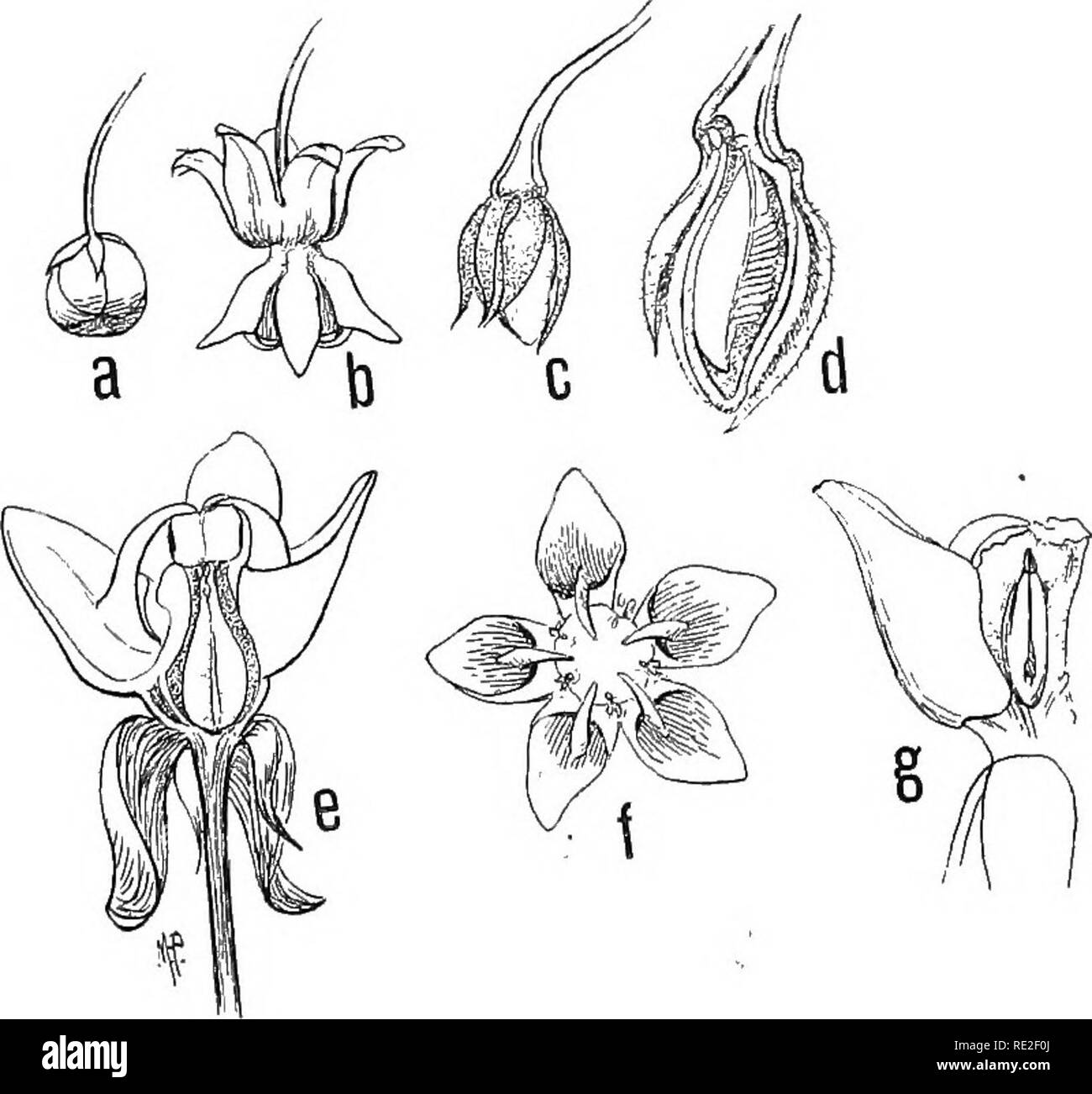 Indian milkweed Black and White Stock Photos & Images Alamy