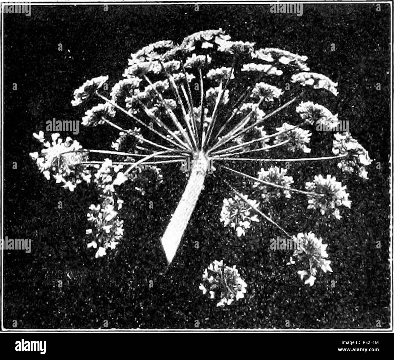 . Fundamentals of botany. Botany. Fig- 355-- -Heracleum lanalum (Parsley family), the margin of an umbel. Individual flower from. Fig. 356.—A compound umbel of cow parsnip {Hcradcum lanalum). genera of this family {e.g., caraway, parsley, parsnips, carrots) are edible, while, as often happens in other families also, some of their near relatives {e.g., the water- hemlock, Cicuta) are very poisonous.. Please note that these images are extracted from scanned page images that may have been digitally enhanced for readability - coloration and appearance of these illustrations may not perfectly resem Stock Photo