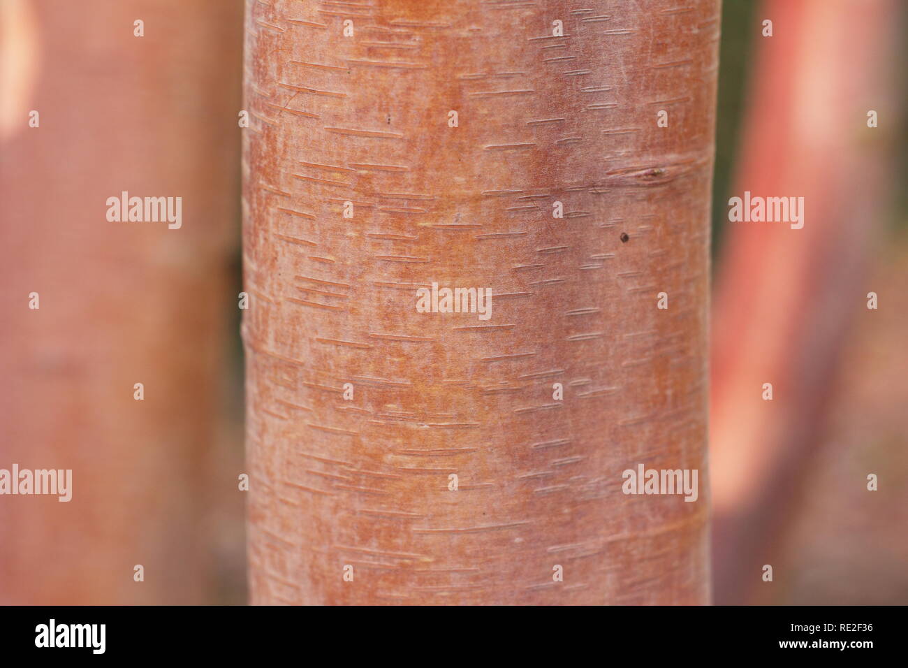 Betula utilisi subsp. albosinensis 'Bowling Green'. Betula utilis abosinensis 'Bowlng Green' bark trunk in winter, UK Stock Photo