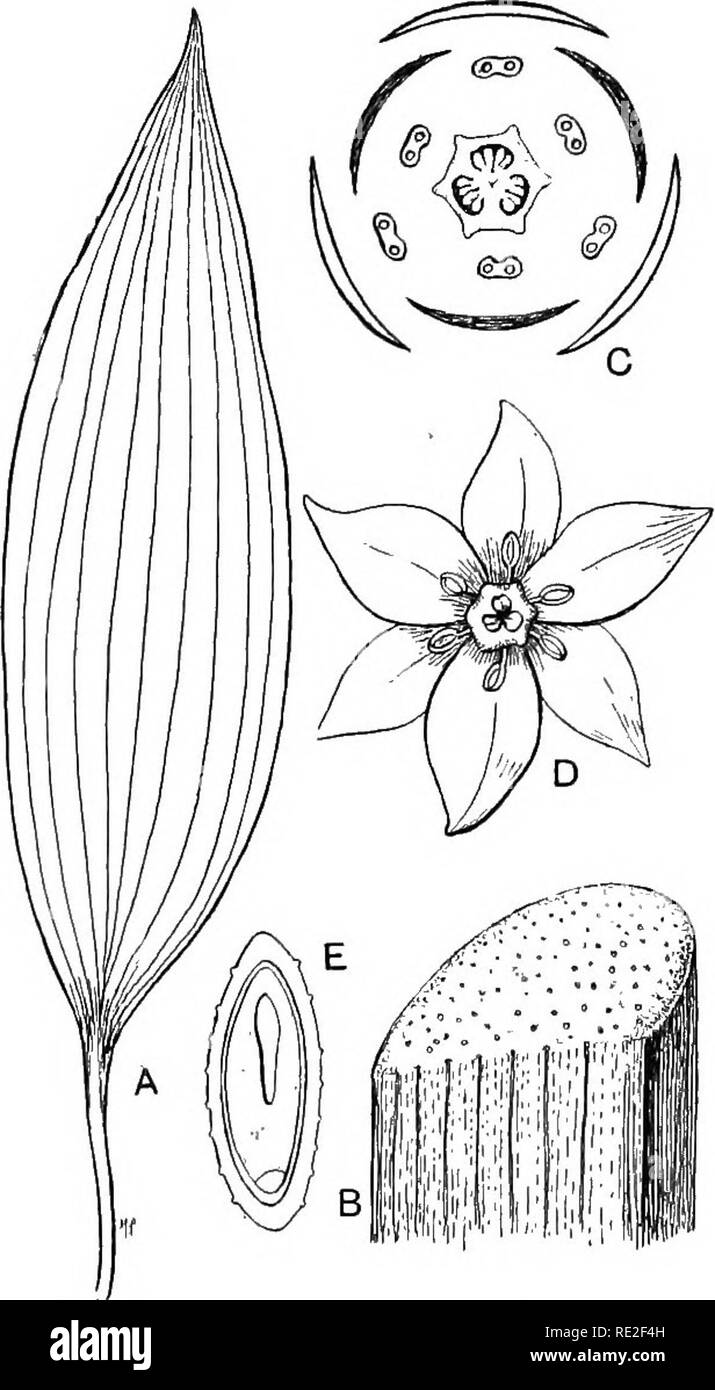 Monocotyledonous plant Black and White Stock Photos & Images Alamy