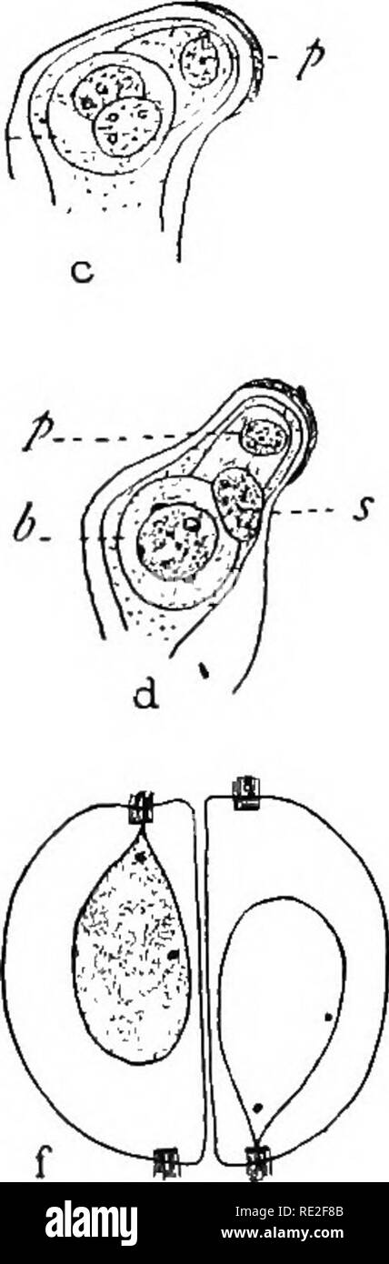 . Fundamentals of botany. Botany. Fig. 299.—Cycas revoluta. a, Pollen grains at shedding stage; X 500; 6, later stage, showing prothallial cell {p) and generative cell (g), the tube- nucleus not shown; X 200; c, generative cell divided, giving rise to stalk- and body-cells; X 500; d, the stalk-cell-nucleus (s) being crowded out, and blepharoplasts appearing in the body cell (6); X 500; e, the body-cell shortly before division, showing two well-developed blepharoplasts; X 750; /, the two male cells resulting from the division of the body-cell; the beaks of the nuclei are attached to the cilia-b Stock Photo