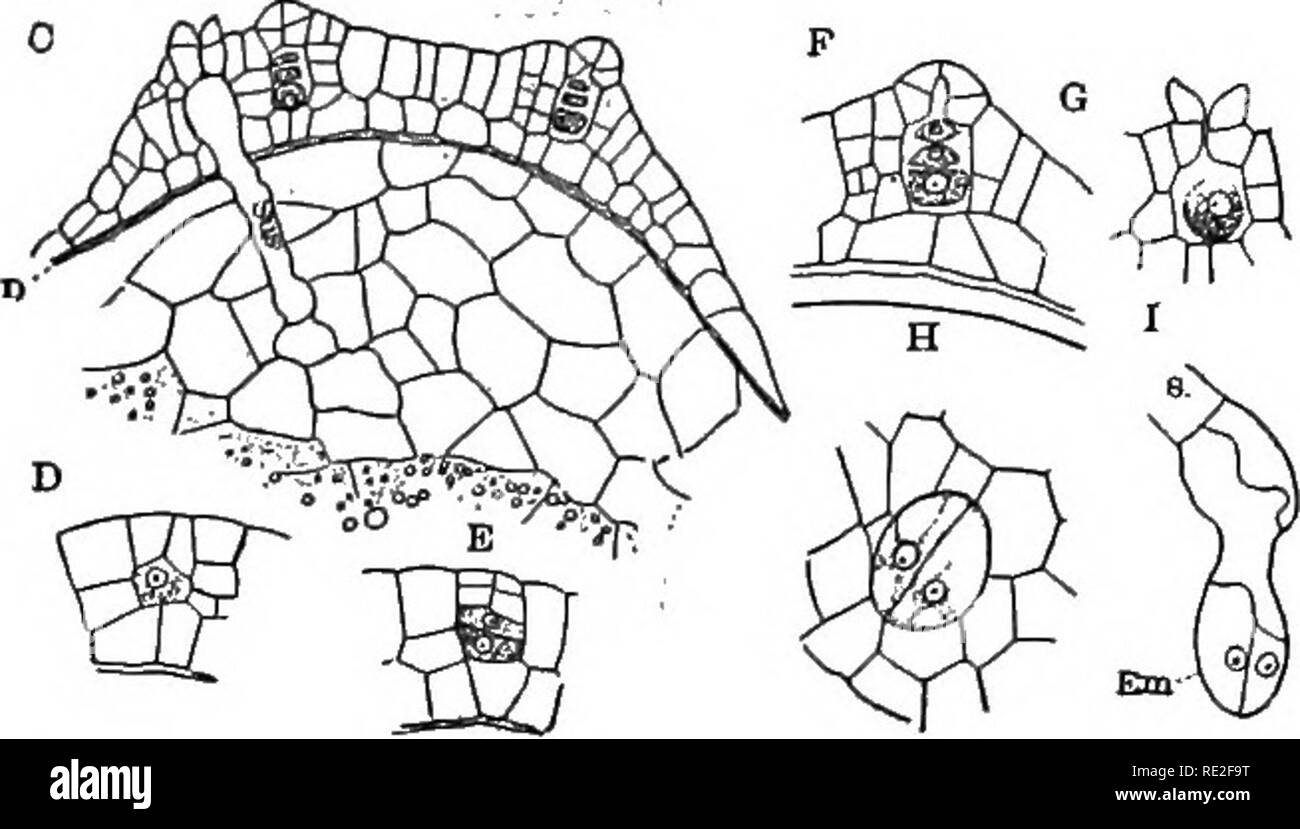 . Fundamentals of botany. Botany. CALAMITES AND LYCOPODS 387 recognized at once as a new feature in life history. By successive divisions the protoplasm of the spore becomes a multicellular body, the prothallus, with richer cells near the apex. Here a number of archegonia form (Fig. 283), and the enlargement of the prothallus, or gametophyte, causes a splitting apart of the old, thick walls of the megaspore, so that the female gametophyte protrudes (Fig. 284, 9).. Fig. 283.—Selaginella Kraussiana, C, section of mature female gam- etophyte, showing three archegonia, two containing eggs, and one Stock Photo