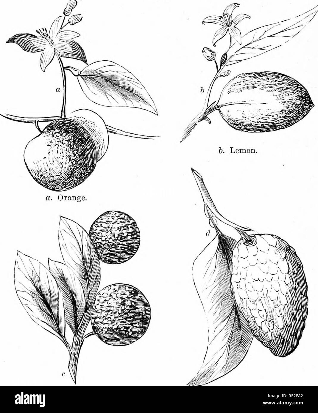 . The American home garden. Being principles and rules for the culture of vegetables, fruits, flowers, and shrubbery. To which are added brief notes on farm crops, with a table of their average product and chemical constituents. Gardening. ?,iV. AMERICAN HOME GARDEN. THE ORANGE, LEMON, LIME, CITRON, AND. SHADDOCK. Fig. 224. For all these fruits, the Tvild orange of the South tifTords a ready supply of suitable stocks upon which they may he bud- ded or grafted. In forrDing orange orchards, the trees may be planted from eight to twenty feet apart, in rich, strong soil. There is a considerable va Stock Photo