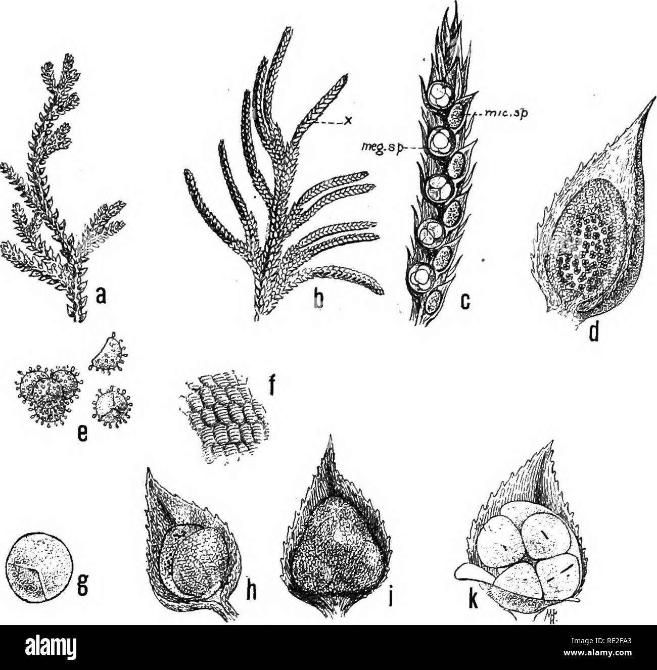 . Fundamentals of botany. Botany. CALAMITES AND LYCOPODS 38s sterile. The lower sporangia are larger than the upper ones, and bear four large spores (megaspores). They are megasporangia, and the leaves are megasporophylls. The. Fig. 281.—Selaginella Martensii. a, vegetative branch; b, portion of the stem, bearing cones k); c, longitudinal section of a cone, showing microsporangia {mic. sp.) in the axils of microsporophyUs, and megaspor- angia in the aMls of megaspoiophylls; d, microsporangium with micro- sporophyll; e, microspores;/, pornon of wall of sporangium, greatly magni- fied; g, megas Stock Photo