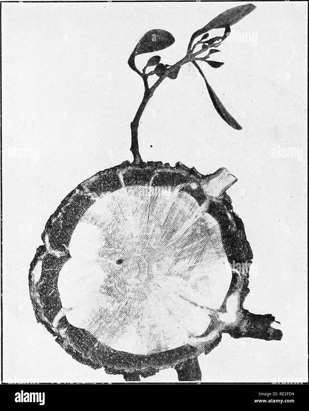 . Fundamentals of botany. Botany. 342 STRUCTURE AND LIFE HISTORIES to grow as parasites on other plants (Fig. 250). The con- dition to success in such experiments is that the osmotic strength of the cell-sap of the host must be less than, or at least not greater than that of the parasite.. Fig. 250.—Cross-section of a branch of live oals, showing five stems of mistletoe, parasitic on the oak; the upper stem with foliage and fruit. Note the prominent &quot;sinliers&quot; of the parasite, some of them growing laterally for a short distance, close under the surface of the bark, and then radially, Stock Photo