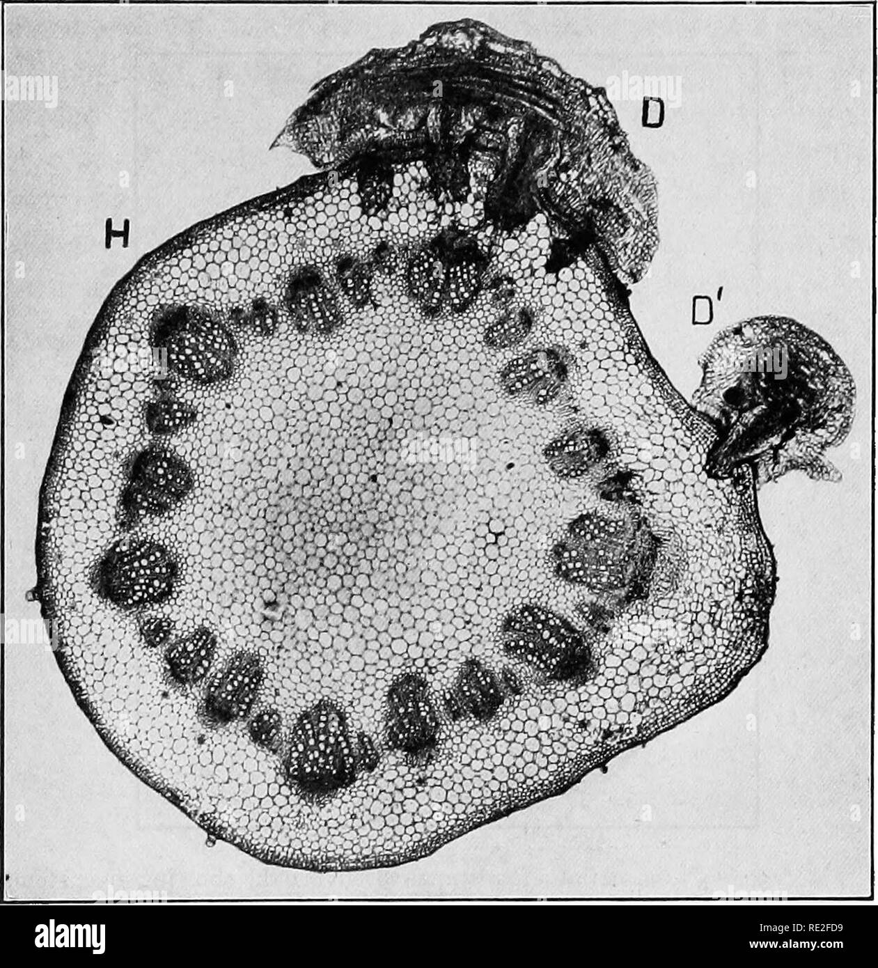 . Fundamentals of botany. Botany. SAPROPHYTISM AND SYMBIOSIS 341 semi-parasitism is that of the blue-green alga, Nostoc, species of which grow in little pockets or cavities in the tissues of the water-fern Salvinia, of Gunnera manicata,. Fig. 249.—Photomicrograph of a cross-section of the stem of a (ficoty- ledonous host-plant infested with the parasite, dodder {Cuscuta Sp.). Note the haustoria extending from the dodder (D, D') into the cortex of the host (H). Greatly enlarged. of Anthoceros, and of other plants, without apparent injury to the host (Fig. 160). 312. Artificial Parasites.—By rec Stock Photo