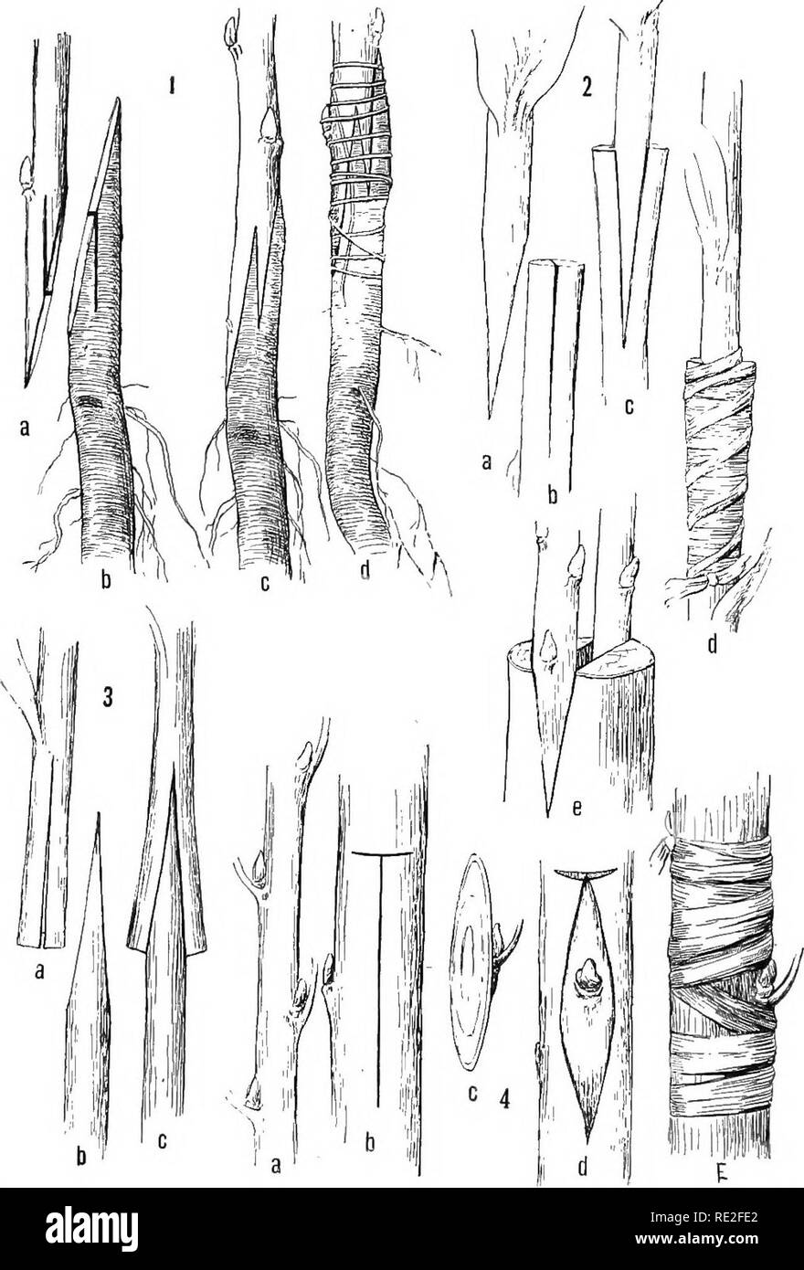 . Fundamentals of botany. Botany. 334 STRUCTURE AND LIFE HISTORIES. Fig. 242.—Various methods of grafting, (i) Root grafting in its differ- ent stages, o, Scion cut for insertion; b, stock prepared to receive ttie scion; c, stock and scion united; d, the same tied up with waxed cord. (2) Cleft grafting (Herbaceous), a, Scion ready for insertion; b, stock; c, stock and scion united; d, the same tied up with raffia; c, cleft grafting (woody). Stock with two scions. (3) Saddle grafting, a, Scion; b, stock; c, scion and stock joined. (4) Budding, a, Budstick; b, T-shaped cut in bark of stock; c, b Stock Photo