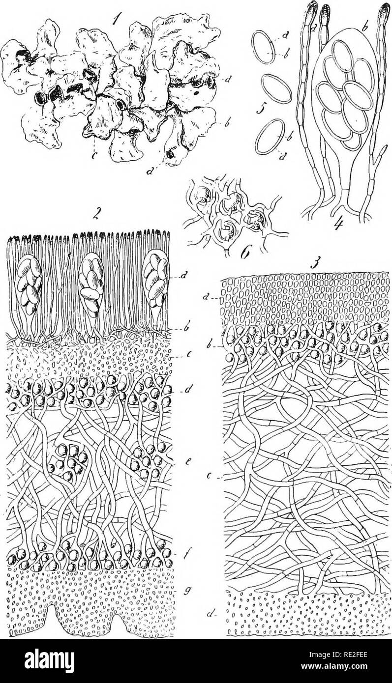 . Fundamentals of botany. Botany. 33° STRUCTURE AND LIFE HISTORIES. Fig. 238.—A lichen, Parmelia perlala (,L.) Acli. i. Plant, slightly reduced in size; a, apothecia', h, lobe of thallus; c, soredialpatches. The soredia are vegetative reproductive bodies composed of both algal and fun- gal elements, and therefore able to reproduce the lichen; the ascospores,. Please note that these images are extracted from scanned page images that may have been digitally enhanced for readability - coloration and appearance of these illustrations may not perfectly resemble the original work.. Gager, C. Stuart  Stock Photo