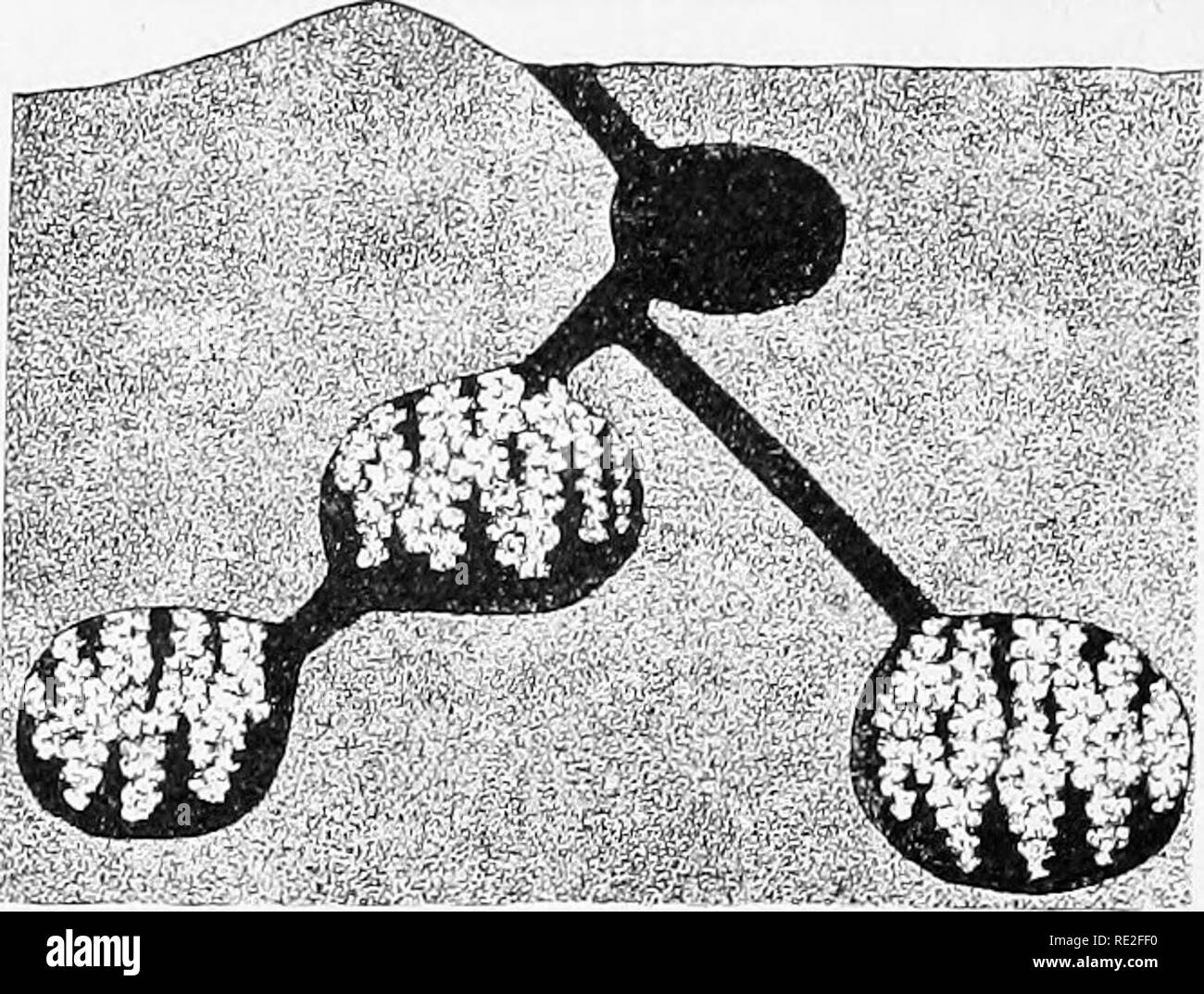 . Fundamentals of botany. Botany. 326 STRUCTURE AND LIFE HISTORIES. Fig. 232.—Diagram of a nest of a fungus-growing ant {Trachymyrmex obscurior), showing four chambers. The pendant white masses in three of the chambers are the mycelium of the fungus—the so-called &quot;fungus- gardens.&quot; The species of the fungus has not been definitely determined, but they are thought to belong to the Ascomycetes. (After W. M. Wheeler.). Please note that these images are extracted from scanned page images that may have been digitally enhanced for readability - coloration and appearance of these illustrati Stock Photo