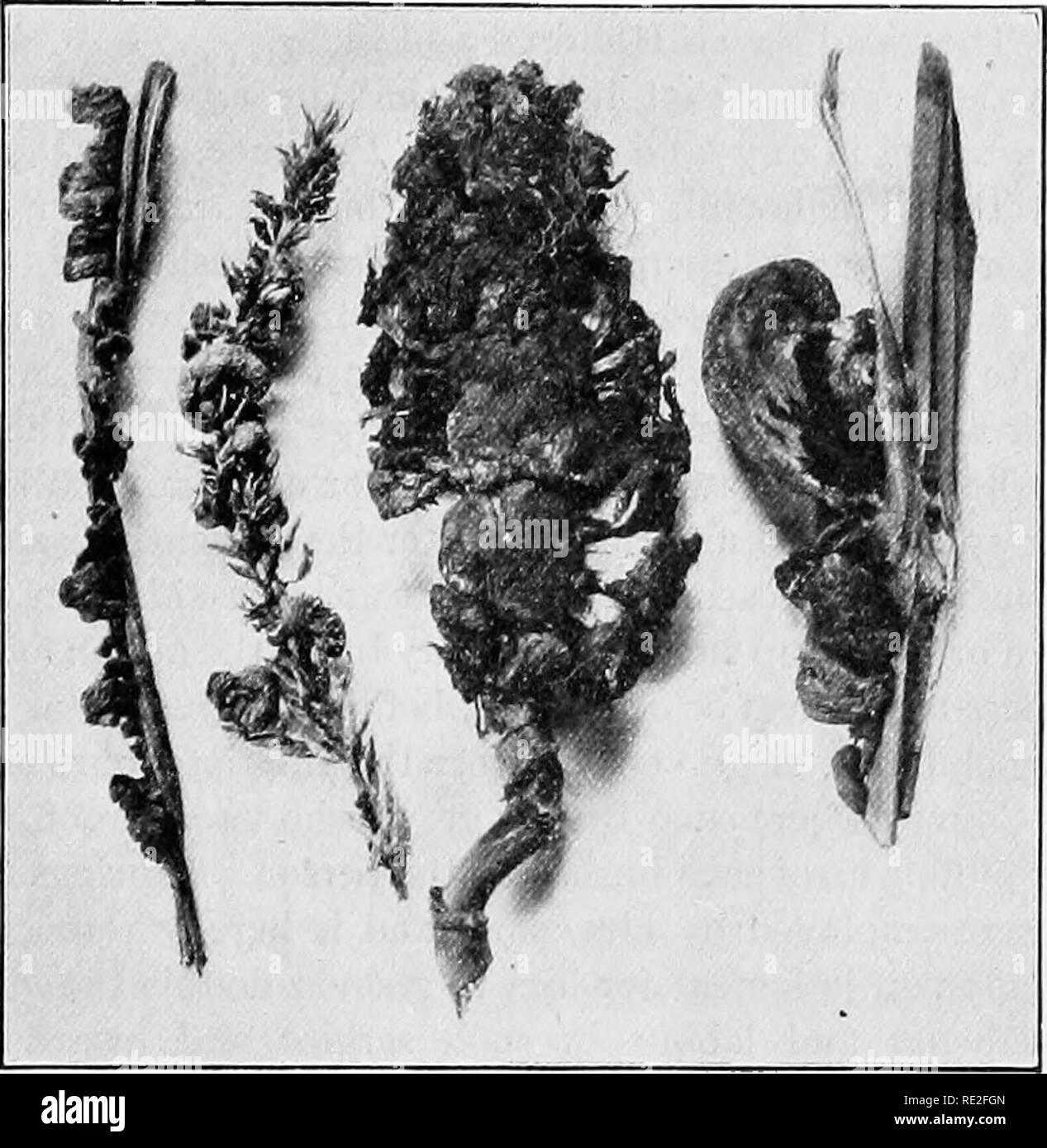 . Fundamentals of botany. Botany. ECONOMIC IMPORTANCE OE EUNGI 299 stem, fruiting in the tissues, and commonly destroying the kernel of grain. The innumerable black spores form a sooty powder—whence the common name of &quot;smut.&quot;. Fig. 221.—Corn-smut {Ustilago.maydis). on stalk, tassel, ear, and leaf of Zea Mays. 286. Rusts.—The Ufe history of the wheat rust {Puc- cinia graminis) was outlined in Chapter XIX. This fungus has not only caused millions of dollars worth of damage to the wheat crop of the world but has been the cause of legislative enactments. As early as 1760 there was passed Stock Photo