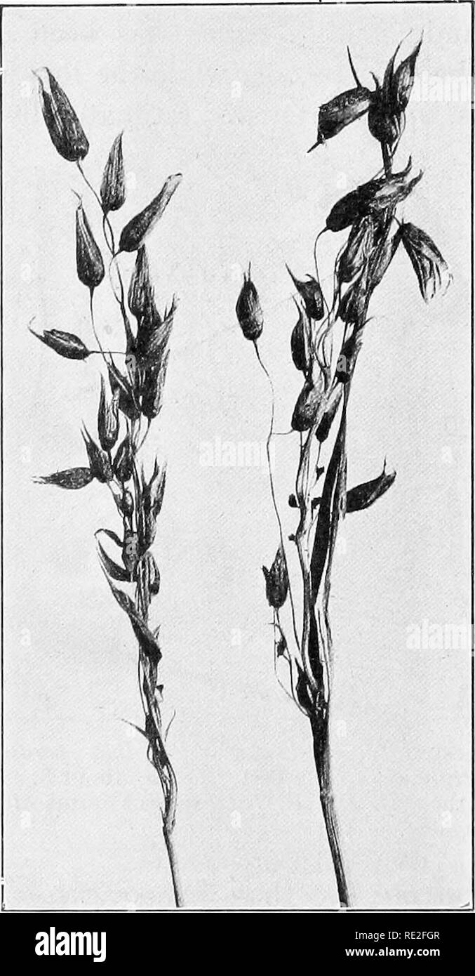 . Fundamentals of botany. Botany. 298 STRUCTURE AND LIFE HISTORIES These diseases are caused by fungi of the genus Ustilago} The species are often named from the plant affected, for example Ustilago Avenm on oats (Avena, Fig. 220),. Fig. 220.—Panicles of oats (Avena sativa), with the grains almost com- pletely destroyed and replaced by the oat smut {Ustilago Avena). Ustilago Triticl on barley (Triticum), Ustilago ZecB on corn {Zea, Fig. 221). The mycelium extends through the 1 A Hemibasidiomycete.. Please note that these images are extracted from scanned page images that may have been digitall Stock Photo