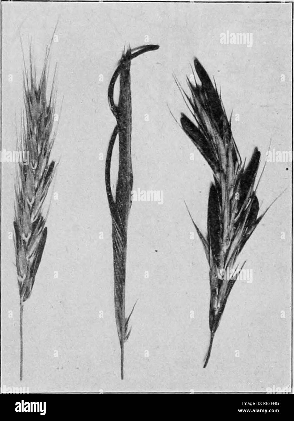 . Fundamentals of botany. Botany. ECONOMIC IMPORTANCE OF FUNGI 293 Ireland, in 1846-47. (The disease known as &quot;little pota- toes&quot; (Rhizoctonia) and by various other names (Fig. 213), is caused by one of the Basidiomycetes.) 283. Ascomycetes.—Among diseases caused by various species of sac-fungi are the following:. Fig. 215.—Ergot {Claviceps purpurea). Sclerotia on wild rye {Elymus virginicus), at left; marsh grass {Spartina Sp.), middle; cultivated rye {Secale cereals), at right. 1. Peach leaf-curl, plum pockets, and &quot;witches brooms&quot; (Fig. 214). 2. Brown rot of peach and pl Stock Photo