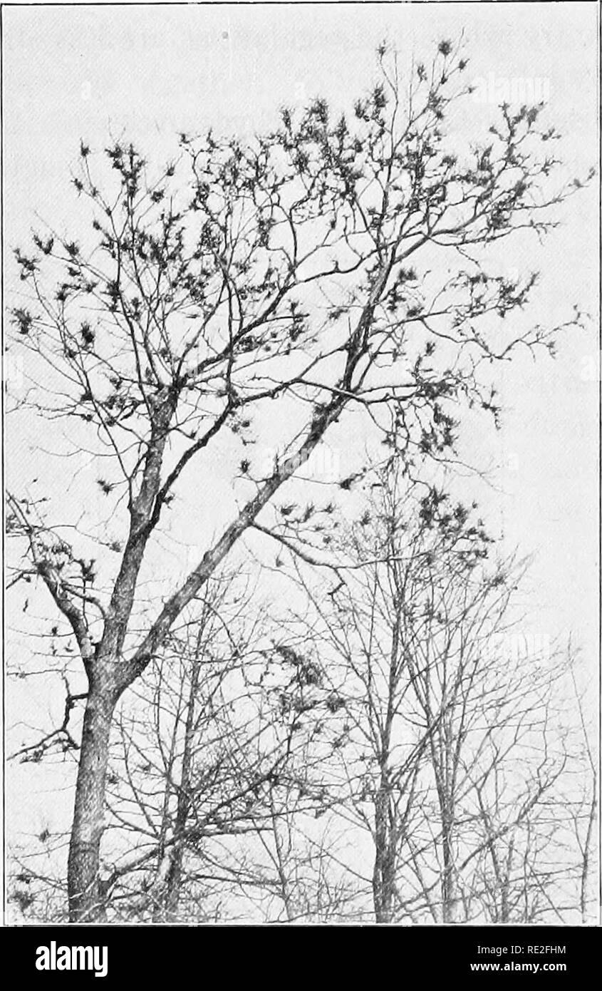 . Fundamentals of botany. Botany. 292 STRUCTURE AND LIFE HISTORIES This fungus is known as Albugo Candida, or more recently as Cystopus candidus. 4. Downy mildew of grapes and cucumbers.. Fig. 214.—Witches' brooms on the hackberry {Celtis occidenlalis), caused by a gall-mite {Phytoptus Sp.), or possibly by the mite in conjunc- tion with a powdery mildew {Sphcerotheca phytoptophyla), which is usually found on the &quot;brooms.&quot; 5. Potato rot and &quot;late blight,&quot; Phytophthora injestans (Mont). DeBary. This disease was the cause of the failure of the potato crop and the consequent fa Stock Photo