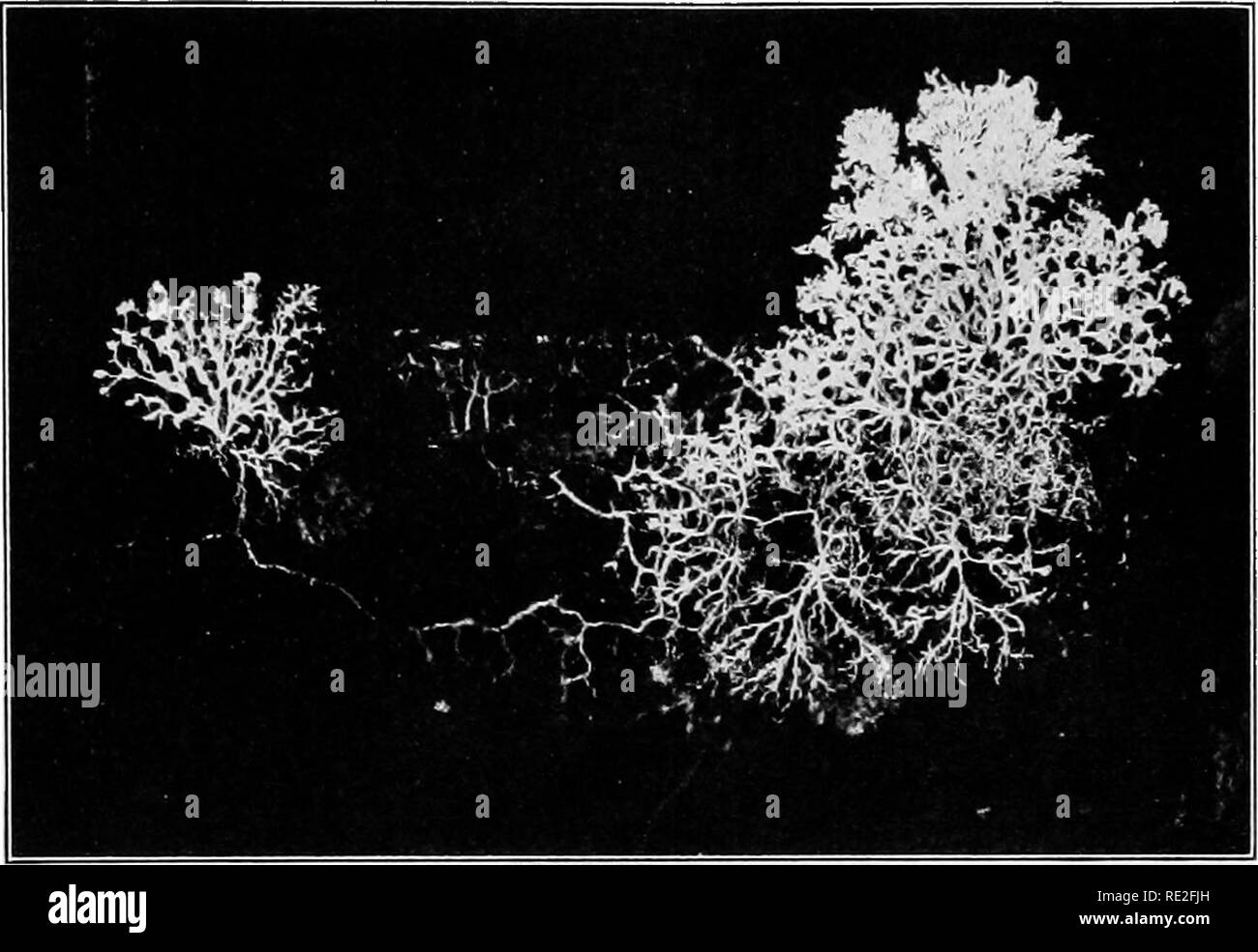 . Fundamentals of botany. Botany. LIFE HISTORIES OF FUNGI 285 sheets or in a delicate network of strands, or both (Fig. 208). When viewed under the microscope the. Fig. 208.—-Plasmodium of a slime-mold (myxomycete), Fuligo septica, growing on the inner surface of a glass jar. The natural color was bright orange. protoplasm is seen to be in almost constant motion, flow- ing for about a minute in one direction; gradually slowing. Please note that these images are extracted from scanned page images that may have been digitally enhanced for readability - coloration and appearance of these illustra Stock Photo