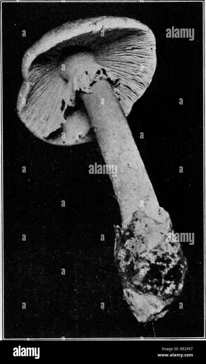 . Fundamentals of botany. Botany. LIFE HISTORIES OF FUNGI 277 (Fig. 200), resembles Agaricus superficially and is often mistaken for it. Amanita always has, at the base of the stalk, a cup, which Agaricus lacks. 269. Description.—The body of Agaricus consists of a. Fig. 200.—The deadly amanita, Amanita phalloides. Note the cup at the base of the stipe. (Photo by E. M. Kittredge.) short fleshy stalk (the stipe), having numerous root-like hyphae (rhizomorphs) penetrating the soil from its lower end, and bearing at its upper end an umbrella-shaped expansion, the pileus. On the under side of the p Stock Photo
