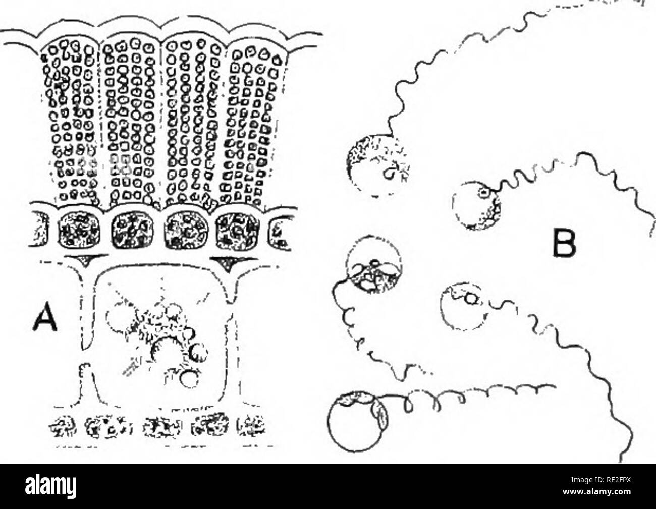 . Fundamentals of botany. Botany. FiG. 178.âDiclyota dichotoma. Cross ...