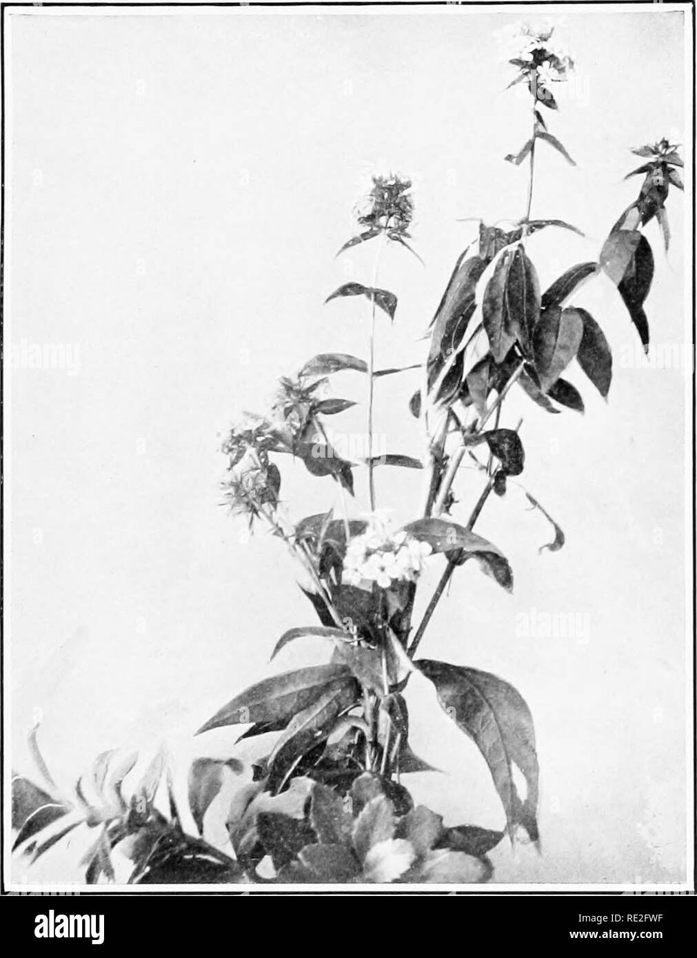 . The wild flower book for young people. Flowers. PLATE LX.—WILD PHLOX AND RUBBER PLANT. Please note that these images are extracted from scanned page images that may have been digitally enhanced for readability - coloration and appearance of these illustrations may not perfectly resemble the original work.. Lounsberry, Alice, 1872-. New York, F. A. Stokes company Stock Photo