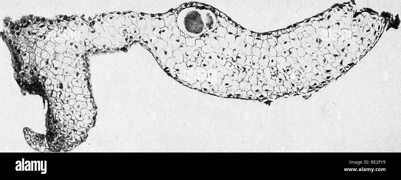 . Fundamentals of botany. Botany. 214 STRUCTURE AND LITE HISTORIES their location and mode of origin, the antheridia of some of the lower, or eusporangiate, ferns, such as Ophioglosum and Botrychium. The archegonia are also imbedded, with the tip of the neck reaching to the surface (Fig. 159). They are further concealed at maturity by the growth of. Fig. 158.—Cross-section of the thallus of a hornwort {Anthoceras Sp.). The oval area is an antheridium, containing sperms, or sperm-inother- cells.. Please note that these images are extracted from scanned page images that may have been digitally e Stock Photo