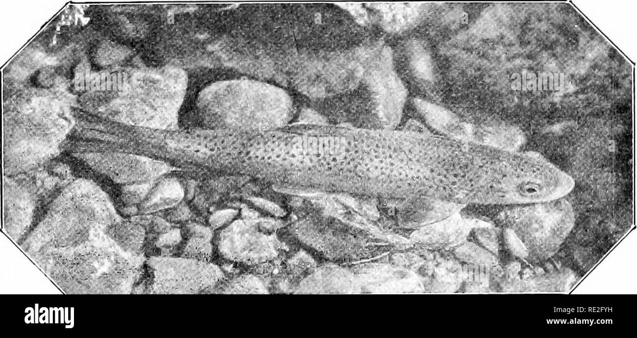 Jack The Ripper - Fun - 21 November 1888